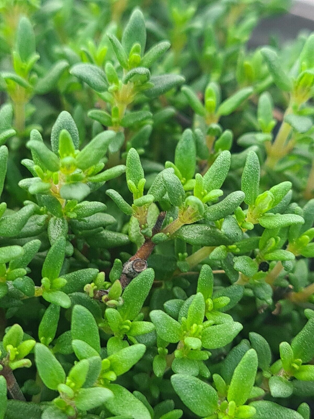 Thyme common compact - John Cullen Gardens