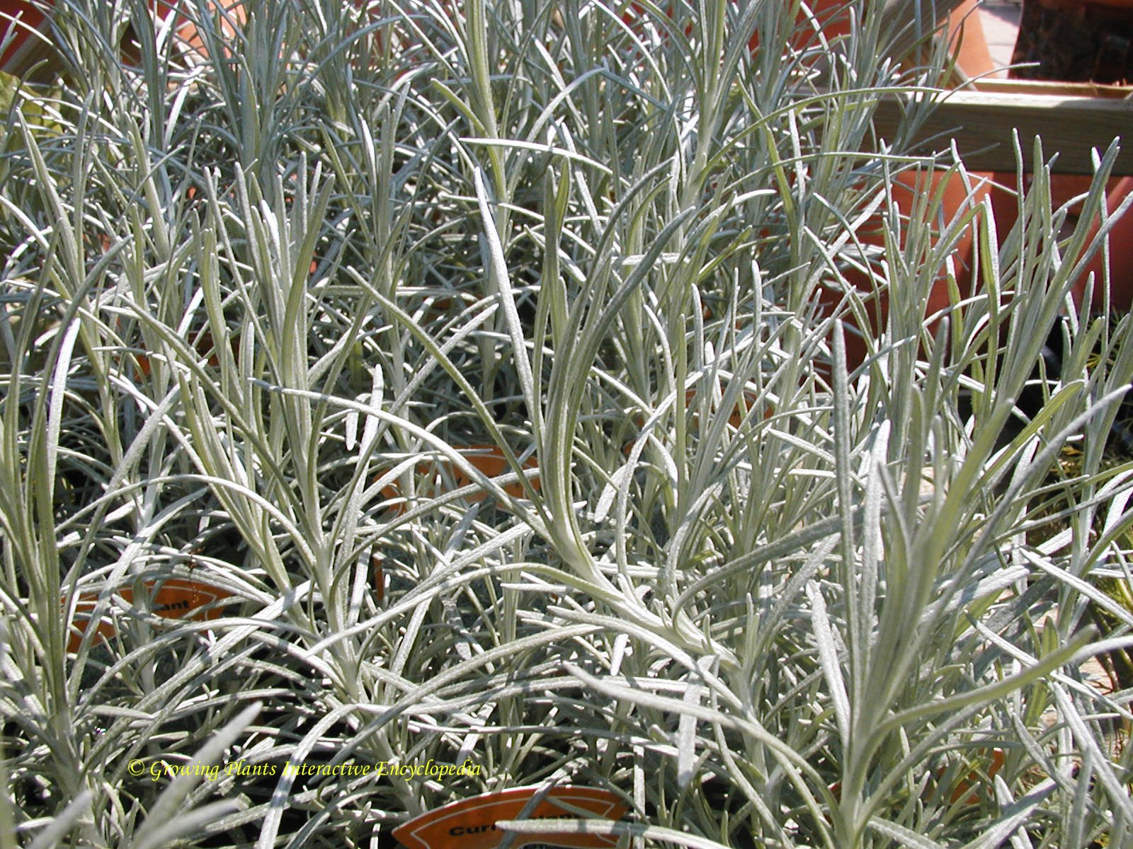 Curry plant - John Cullen Gardens