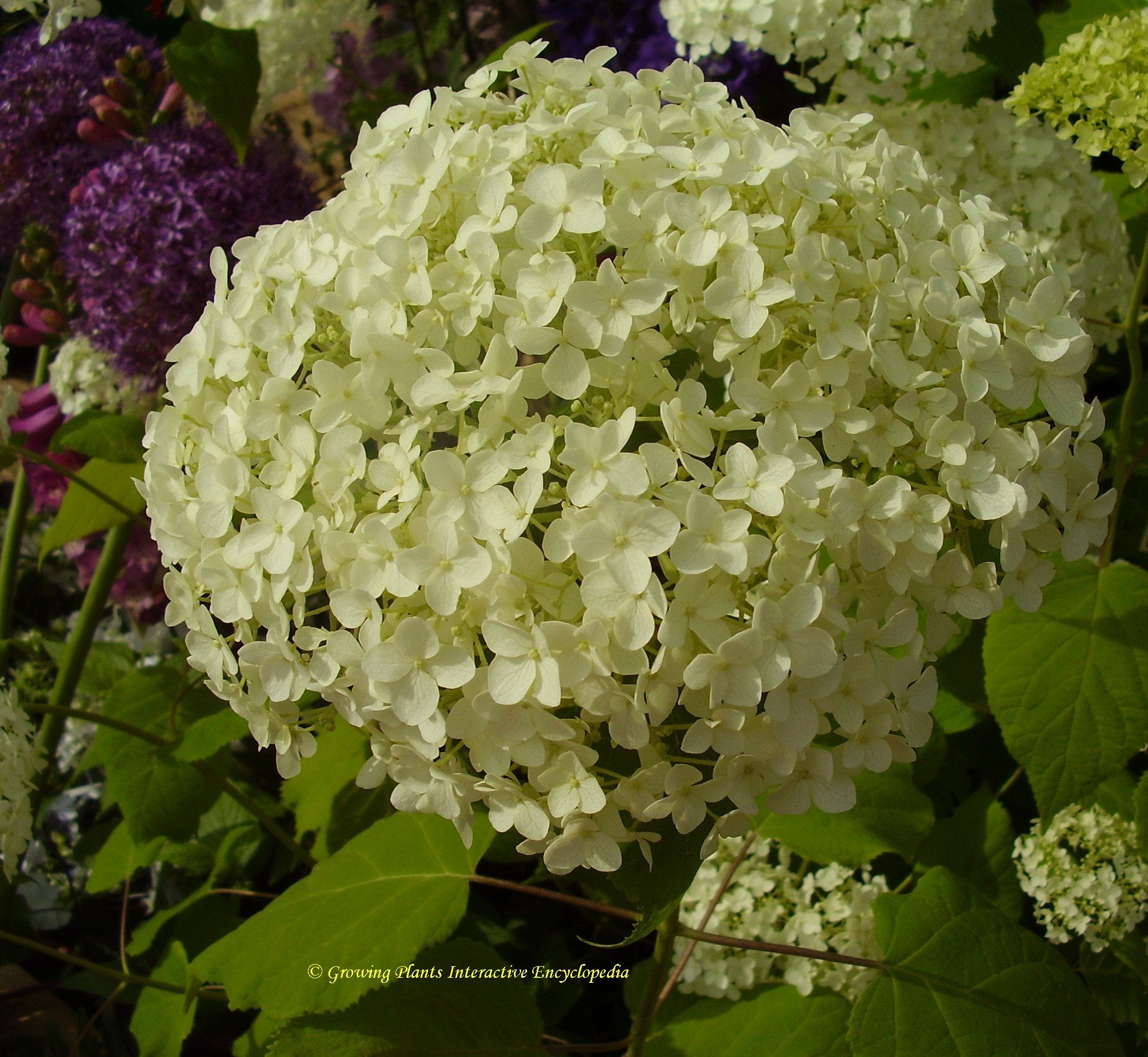 Hydrangea arborescens 'Annabelle' - John Cullen Gardens