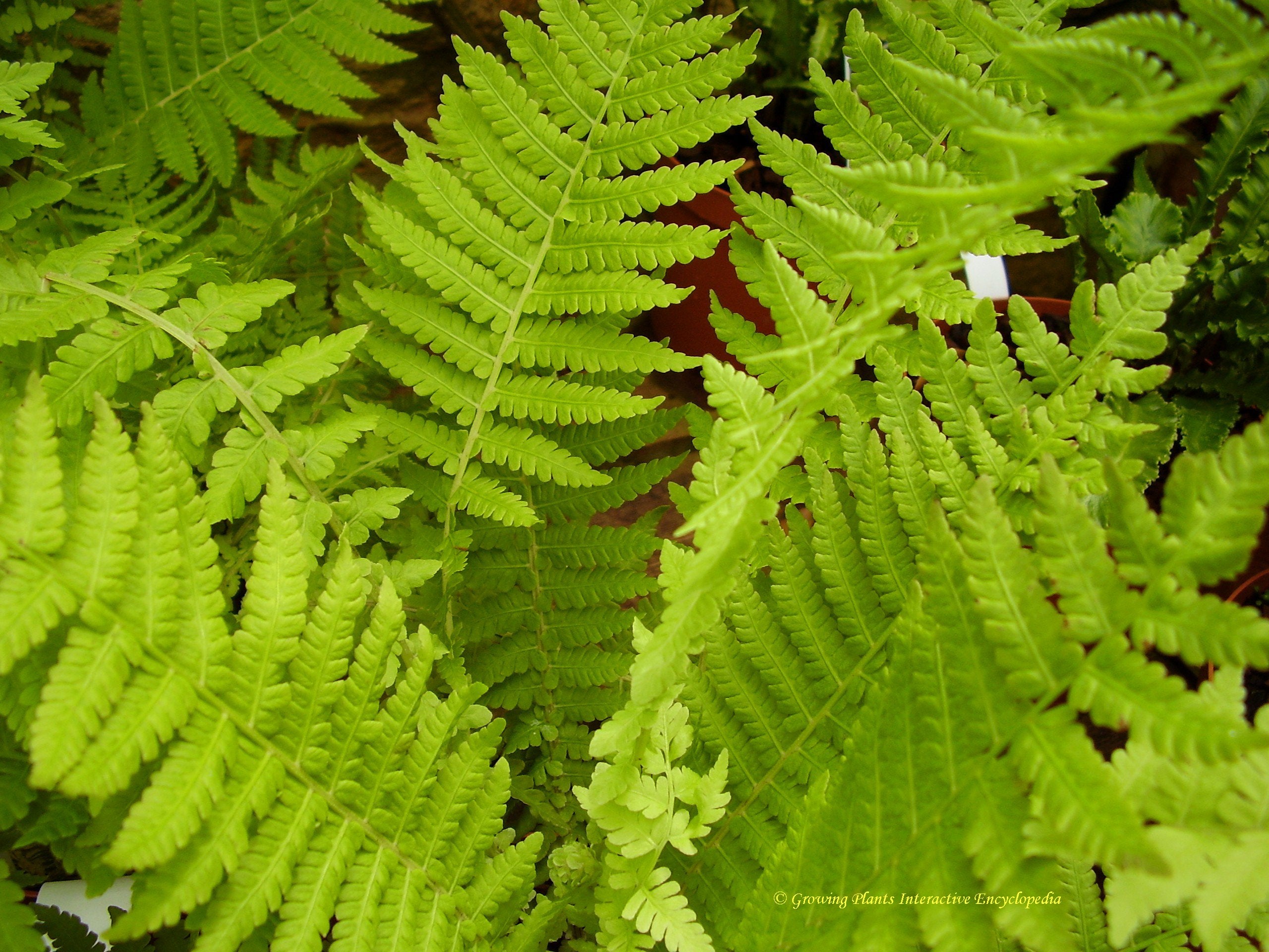 Matteuccia struthiopteris