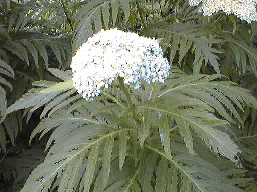 Sweet Cicely - John Cullen Gardens