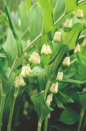 Polygonatum x hybridum - John Cullen Gardens