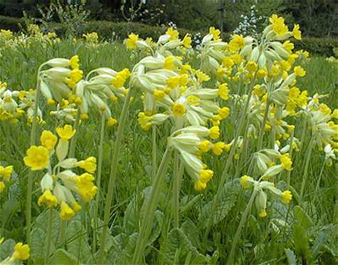 Primula veris - John Cullen Gardens