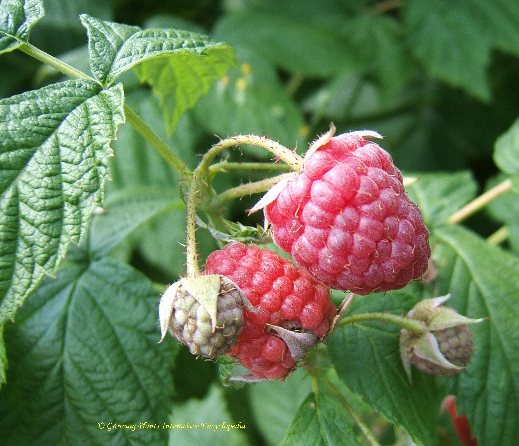 Raspberry ' Autumn Bliss' - John Cullen Gardens