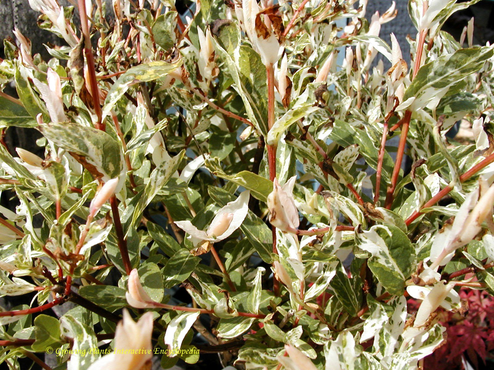 Salix integra 'Hakuro Nishiki' - John Cullen Gardens