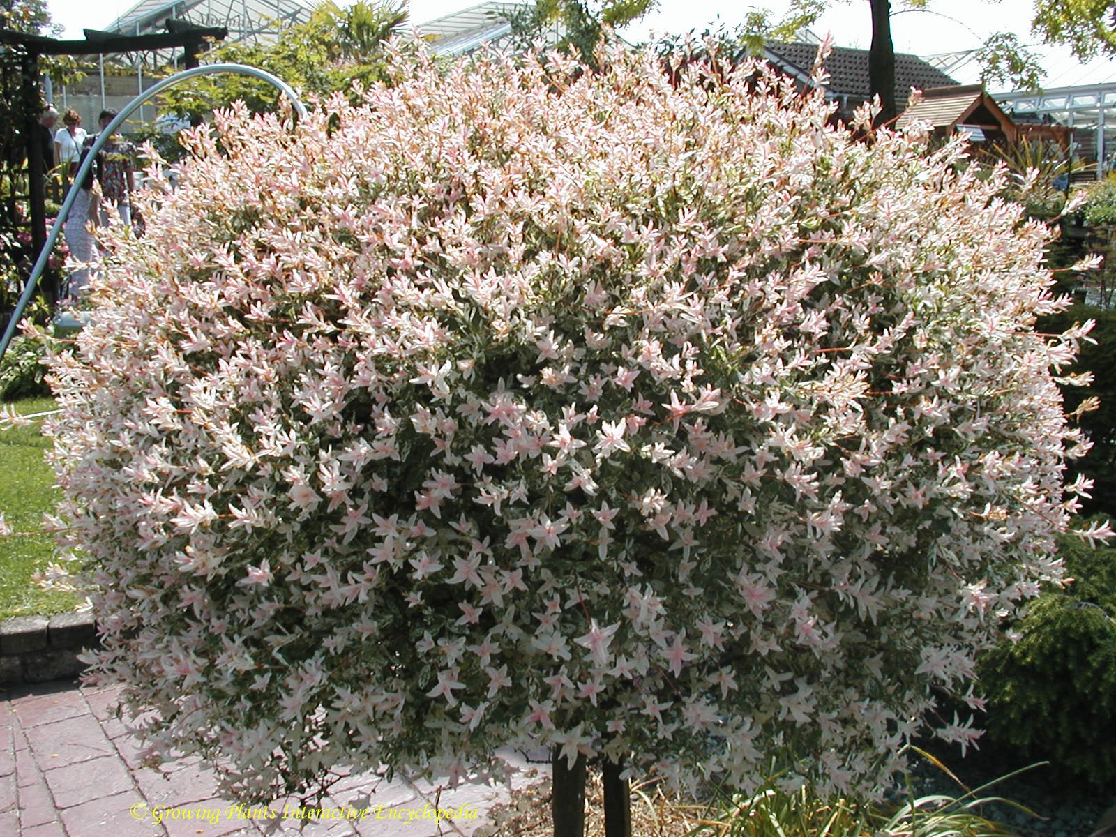 Salix integra 'Hakuro Nishiki' - John Cullen Gardens
