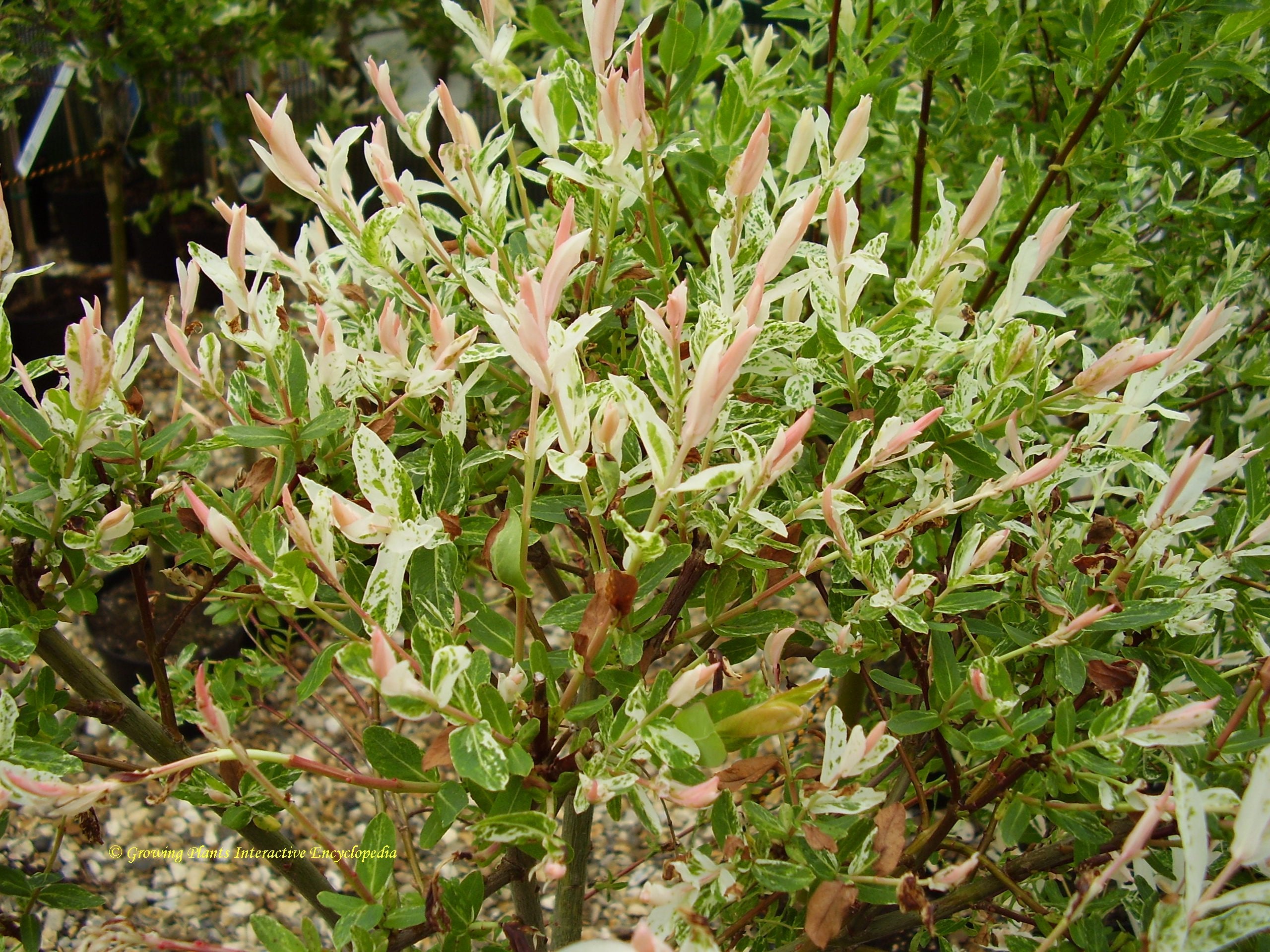 Salix integra 'Hakuro Nishiki' - John Cullen Gardens