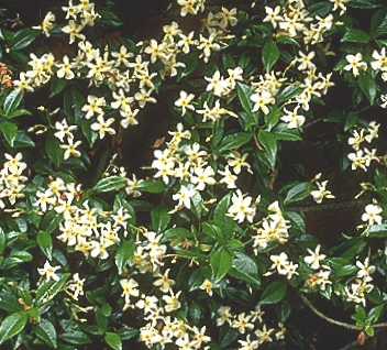 Trachelospermum asiaticum - John Cullen Gardens