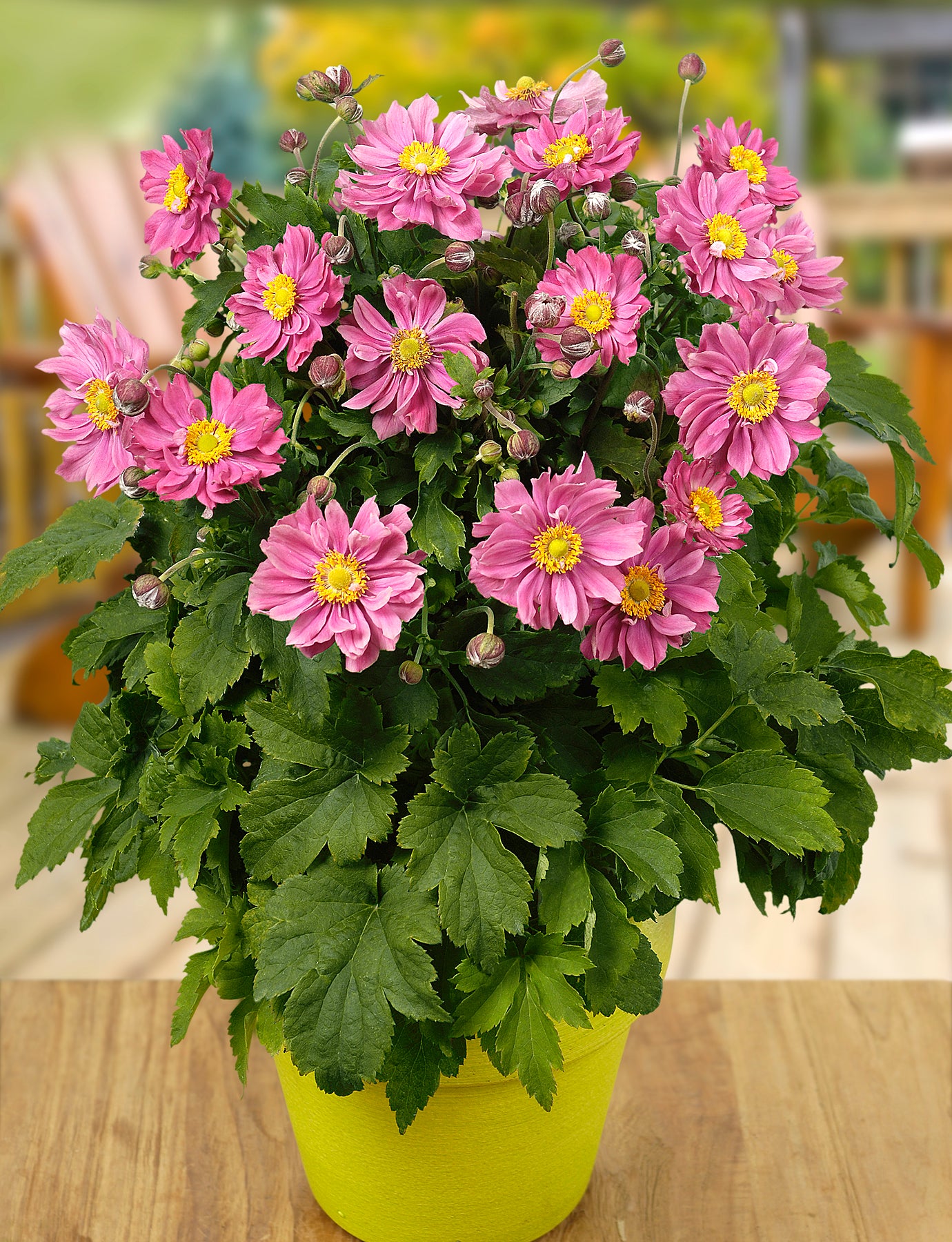 Anemone hp. 'Pretty Lady Emily' (PBR) - Ready soon - John Cullen Gardens