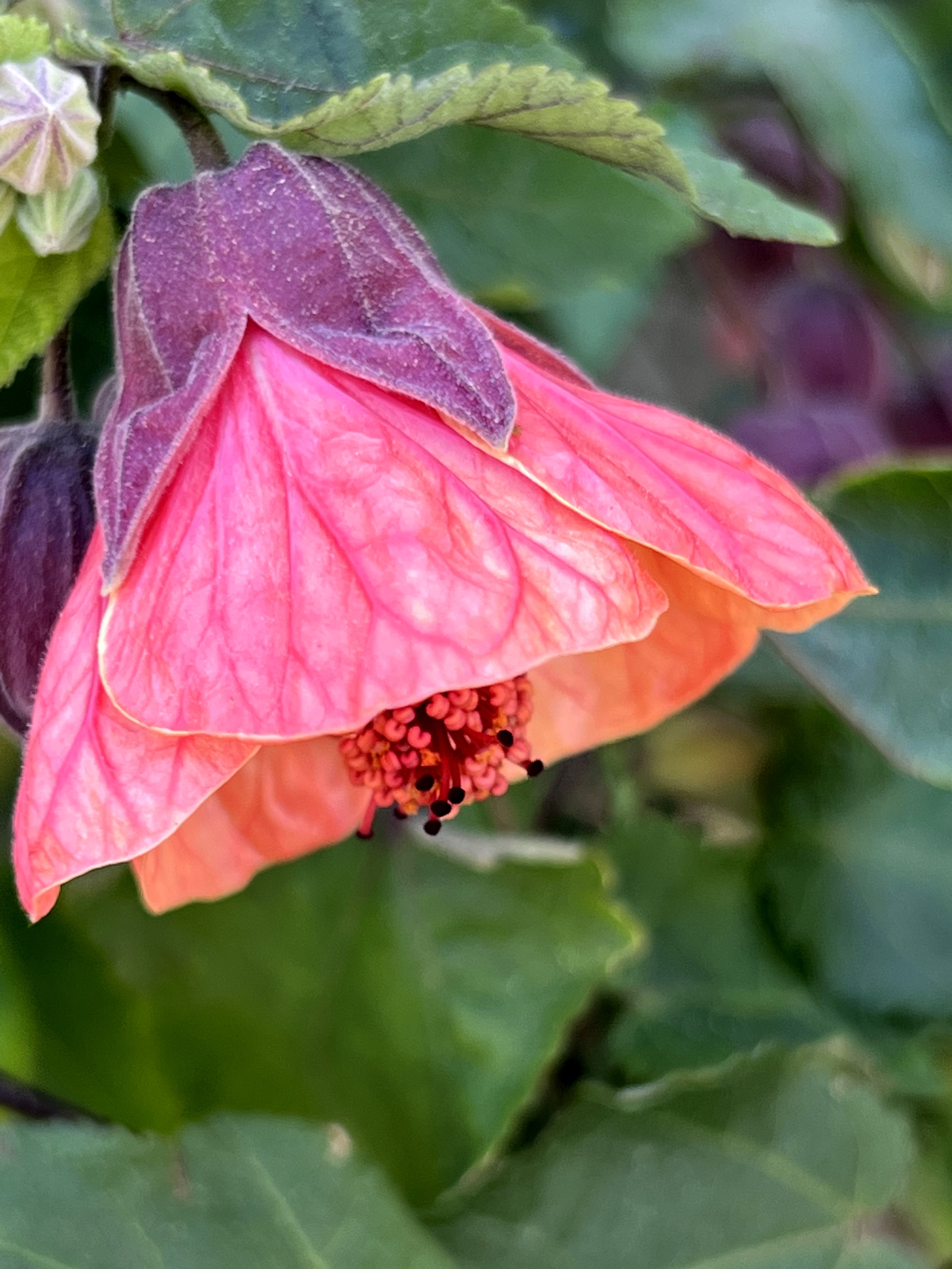 Abutilon x hybridum - John Cullen Gardens