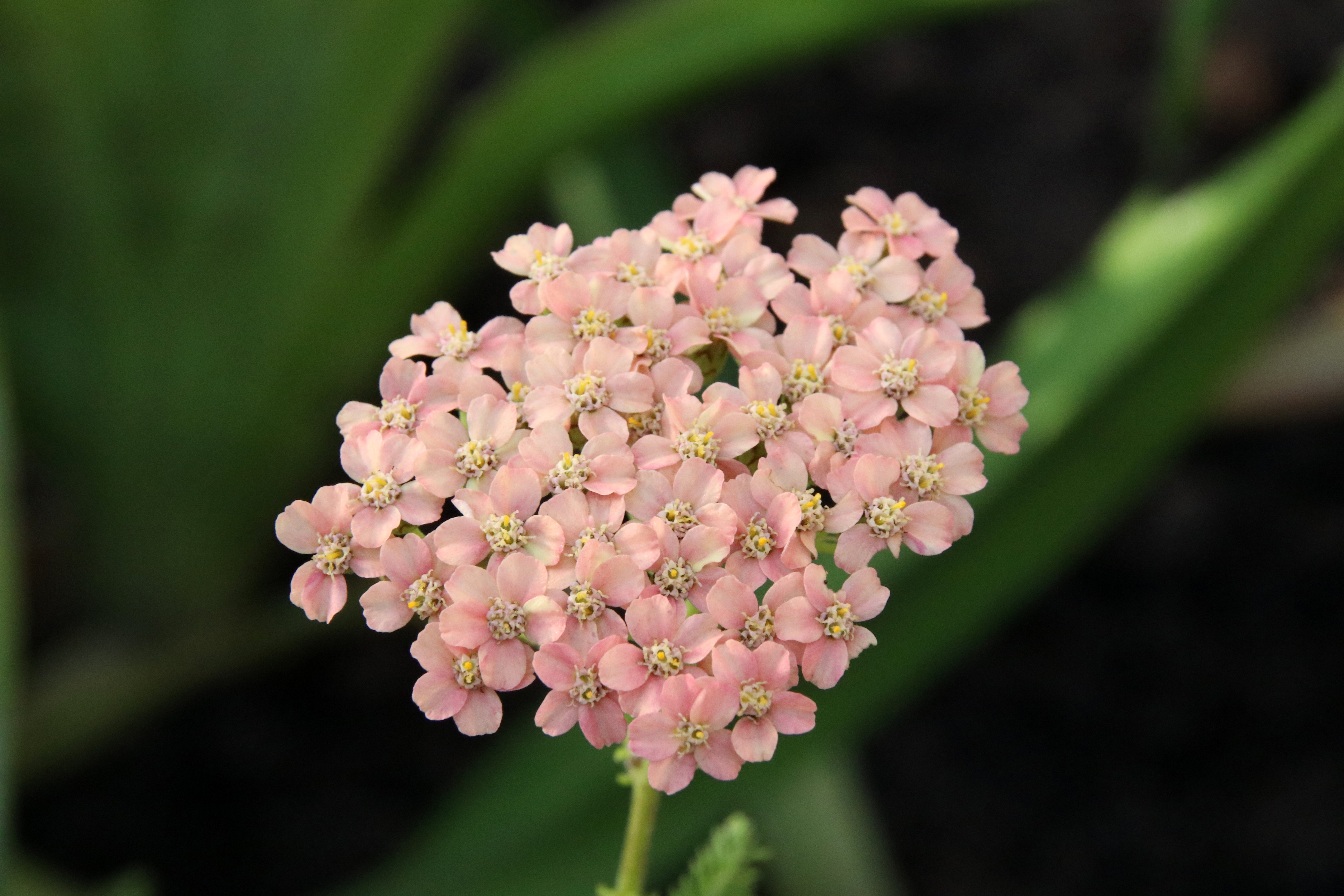 Achillea millefolioum 'Appleblossom'