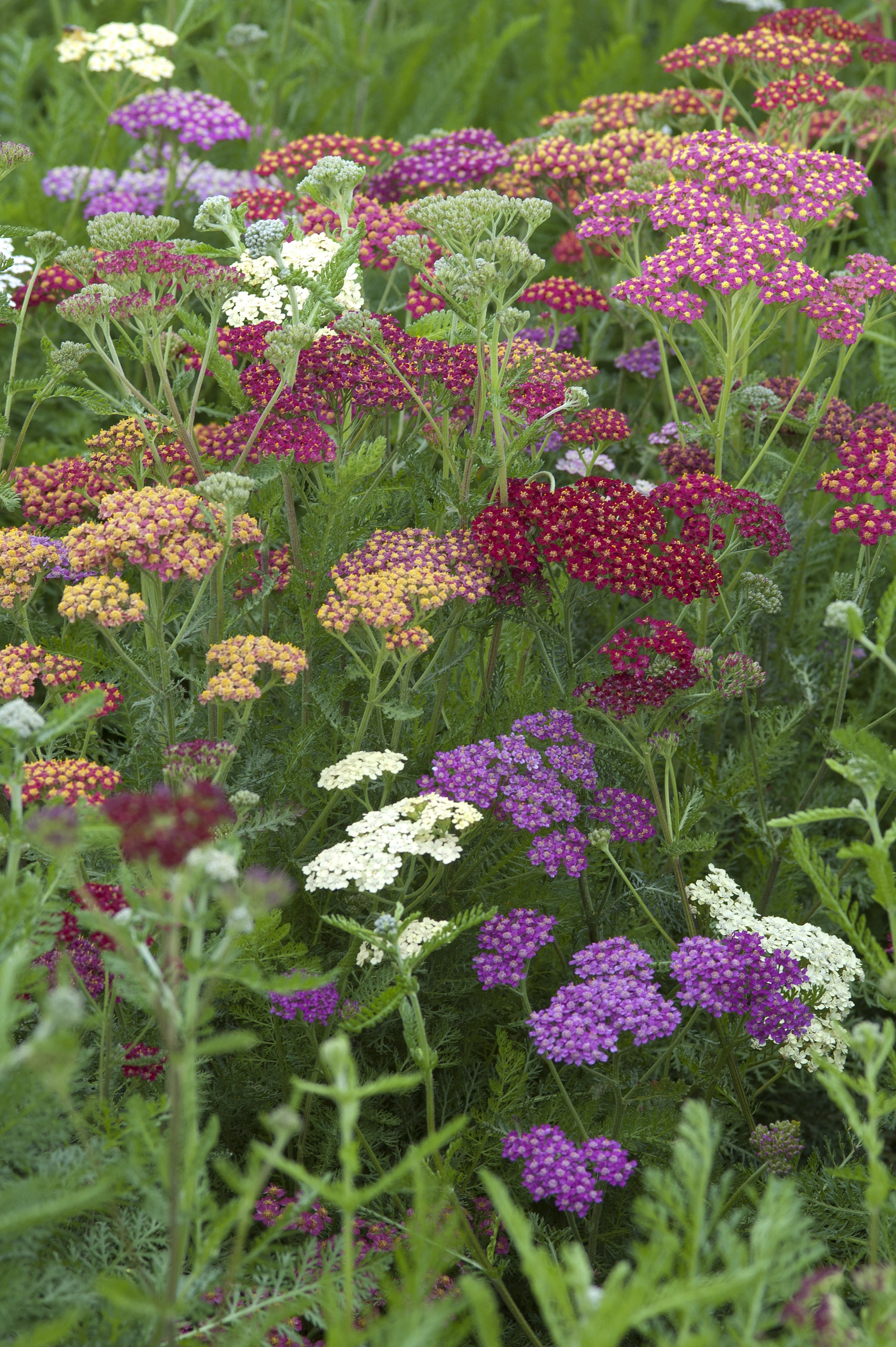 Achillea 'Flowerburst Fruitbowl' - John Cullen Gardens