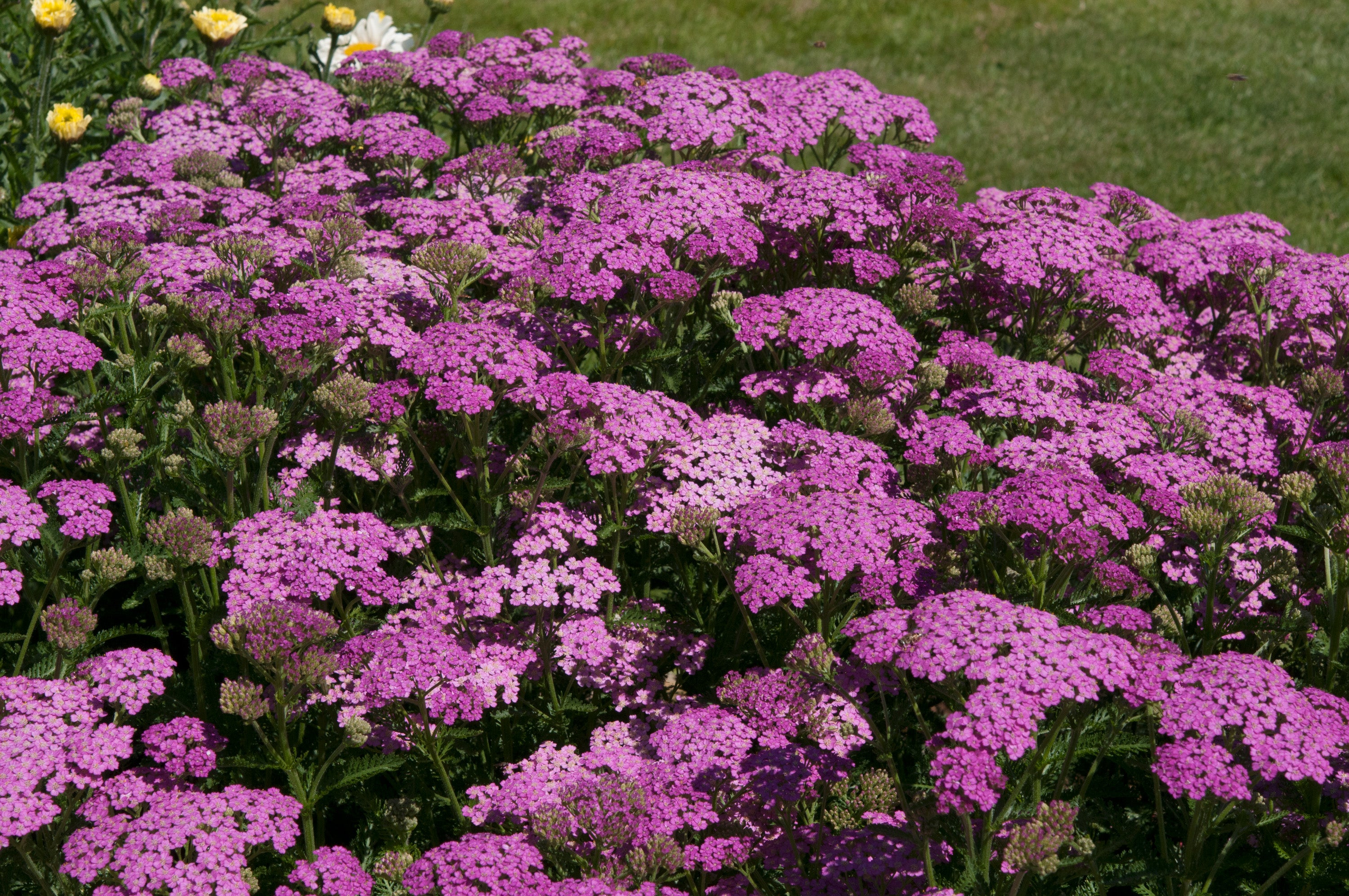 Achillea millefolium 'Pretty Belinda' (PBR) - John Cullen Gardens