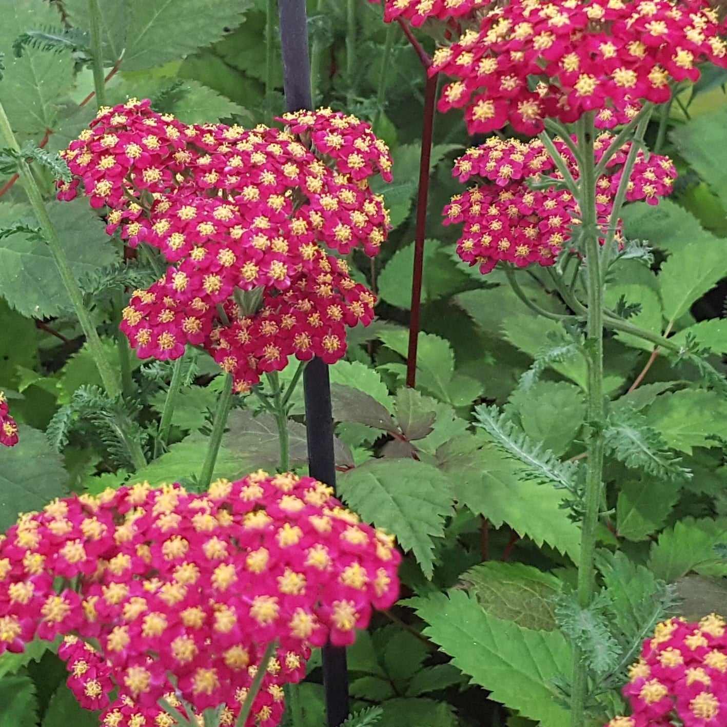 Achillea millefolium 'Red Velvet' - Sold out for 2024 - John Cullen Gardens