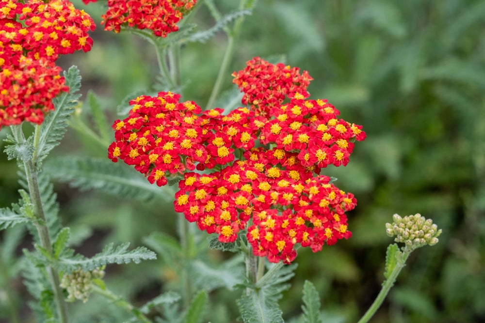 Achillea 'Safran' - John Cullen Gardens