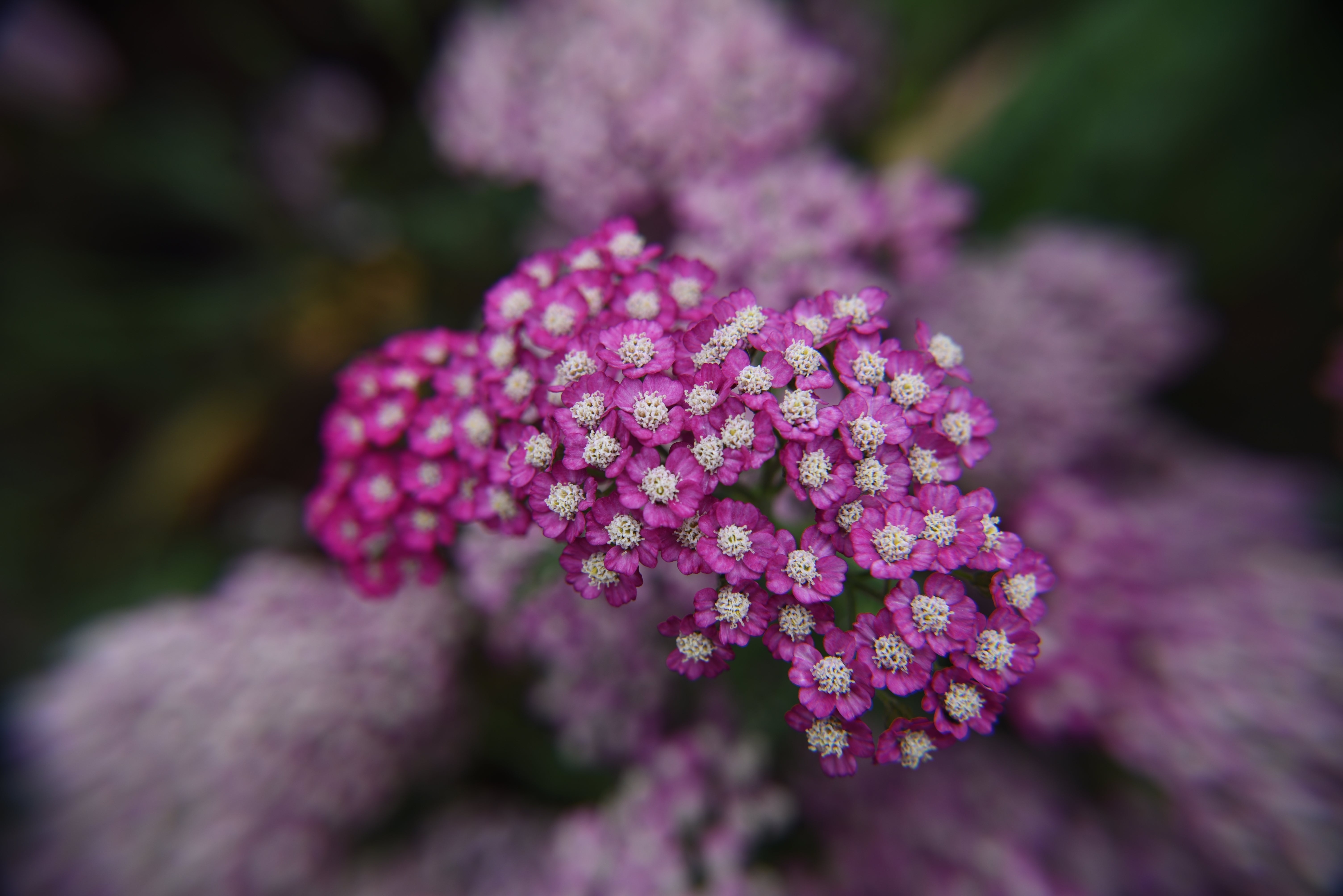 Achillea millefolium 'New Vintage Violet' - John Cullen Gardens