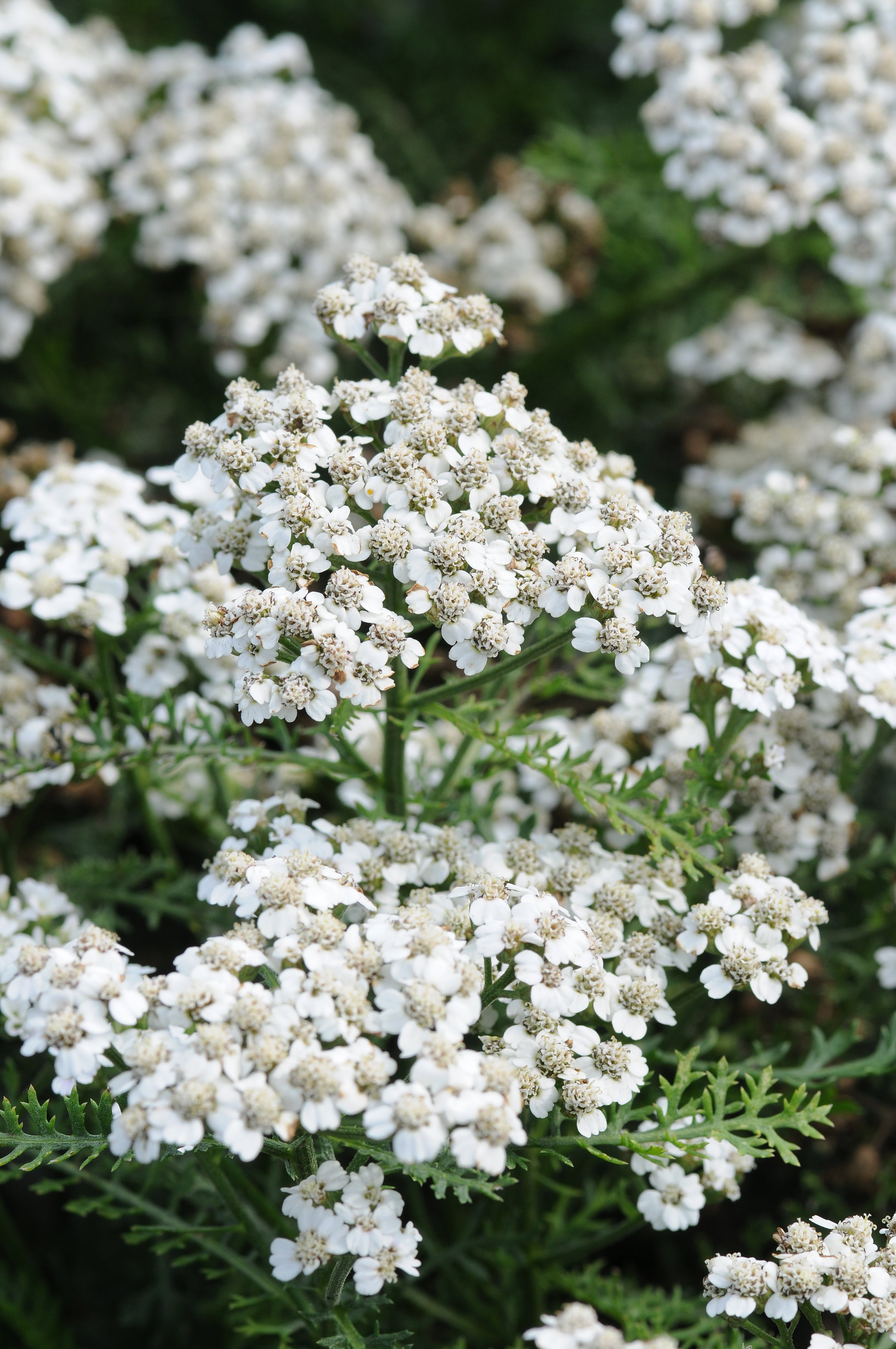 Achillea millefolium 'New Vintage White' - Sold out for 2025 - John Cullen Gardens