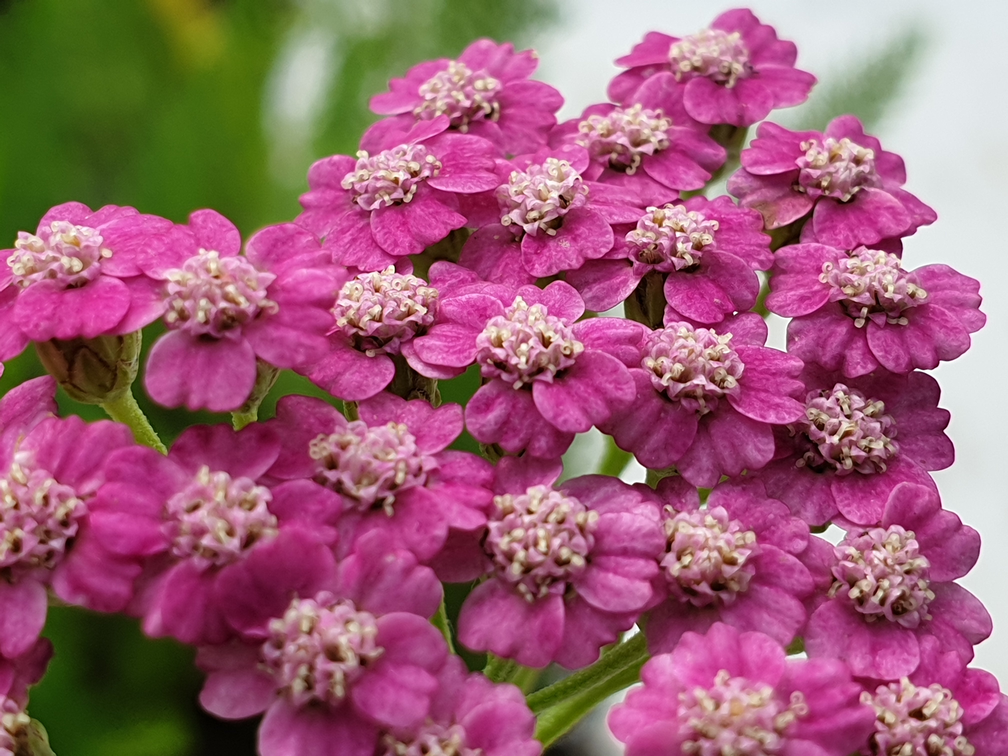 Achillea millefolium 'Hybrid Pink' - John Cullen Gardens