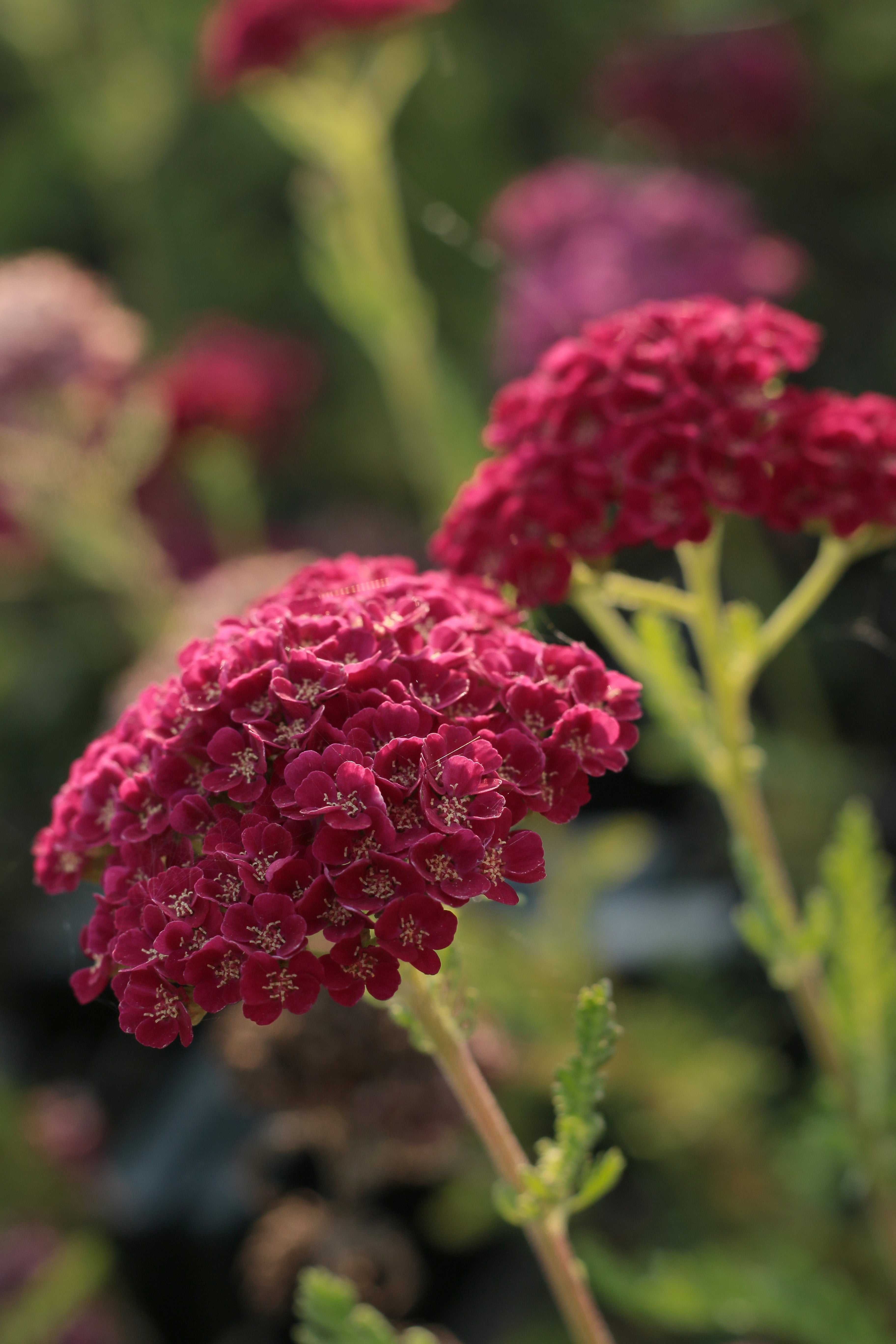 Achillea millefolium 'Pomegranate' - John Cullen Gardens
