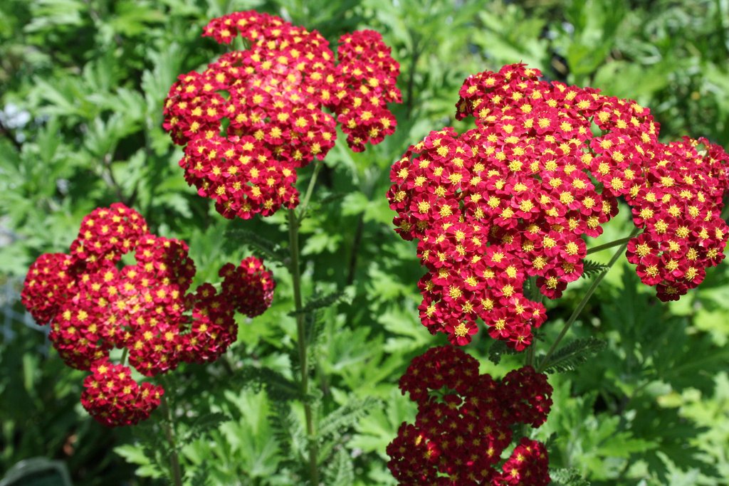 Achillea 'Strawberry Seduction' - John Cullen Gardens