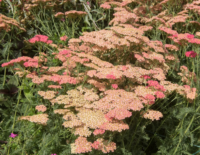 Achillea millefolium 'Lansdorferglut' - John Cullen Gardens