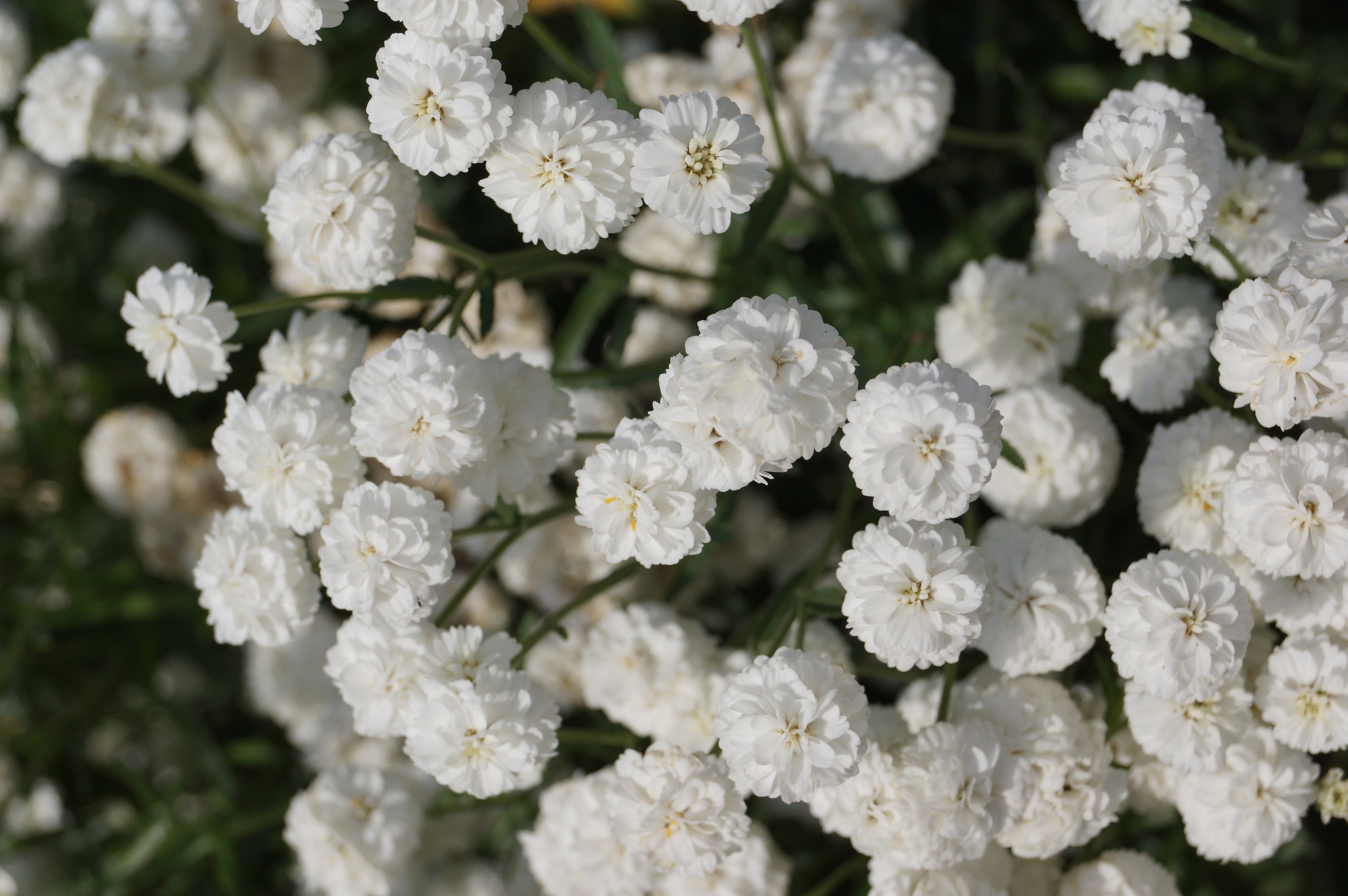 Achillea ptarmica 'Boule de Neige' - John Cullen Gardens