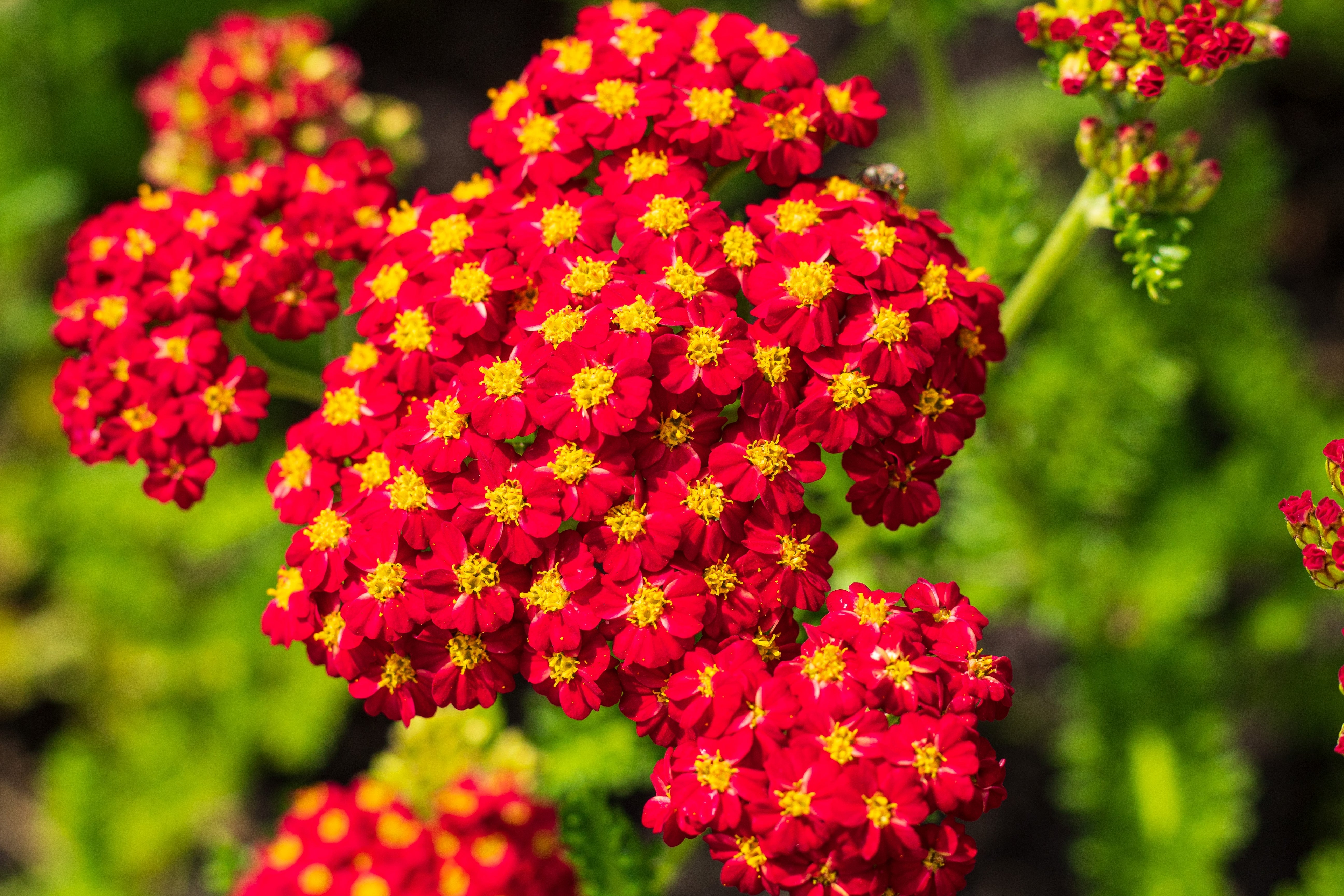 Achillea millefolium 'Colour Burst Red' (PBR) - John Cullen Gardens