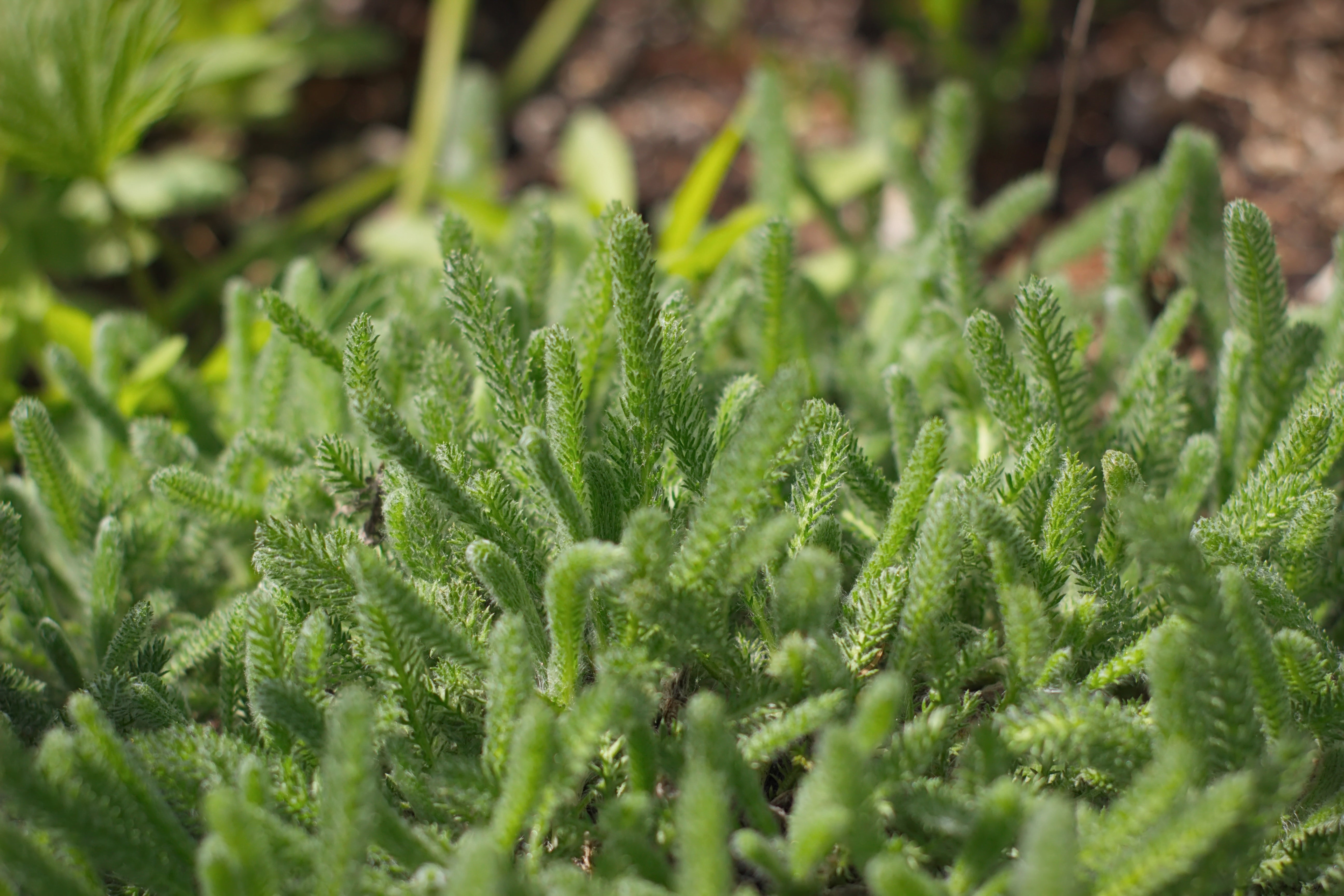 Achillea tomentosa Aurea - John Cullen Gardens