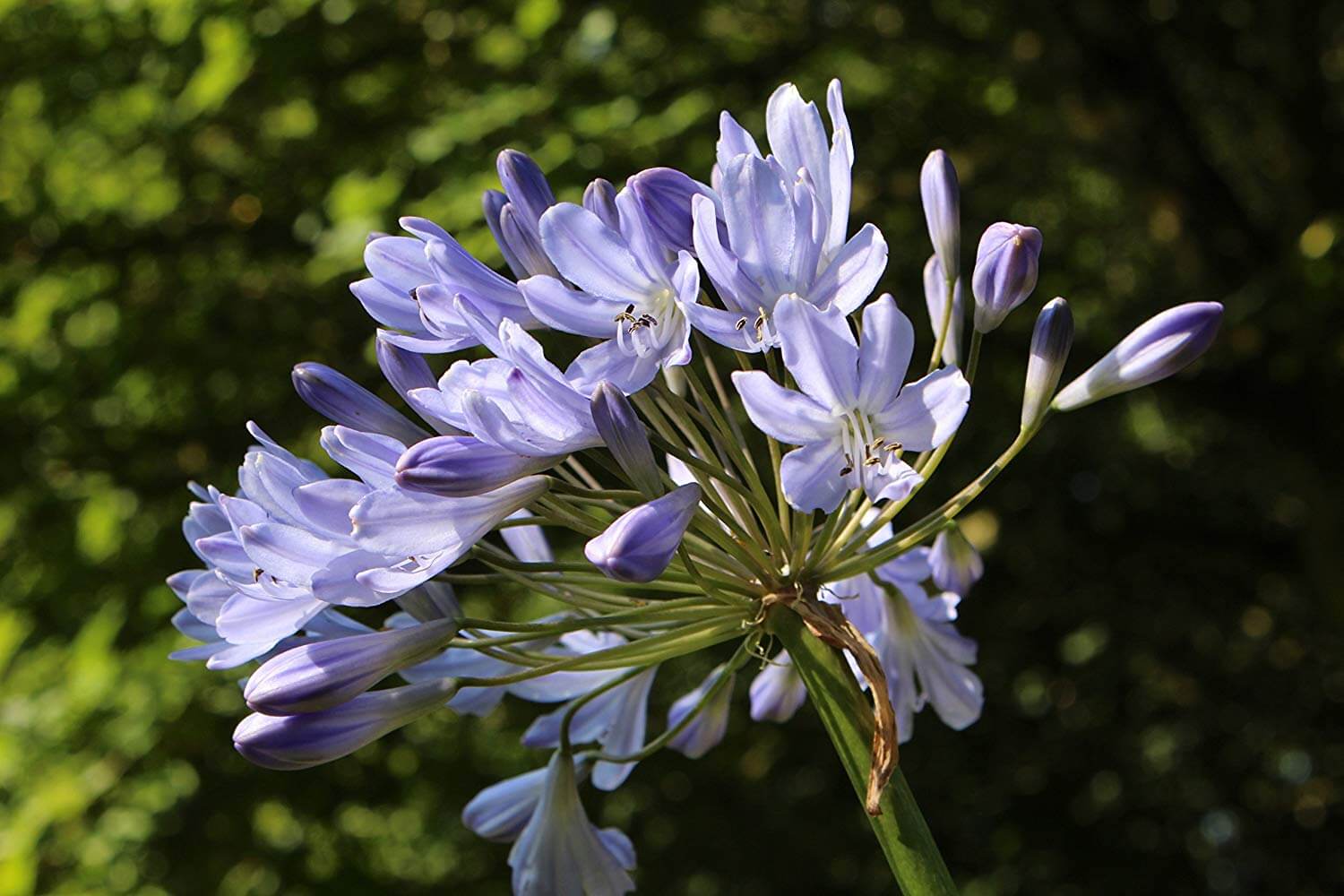 Agapanthus 'Stockholm' - John Cullen Gardens