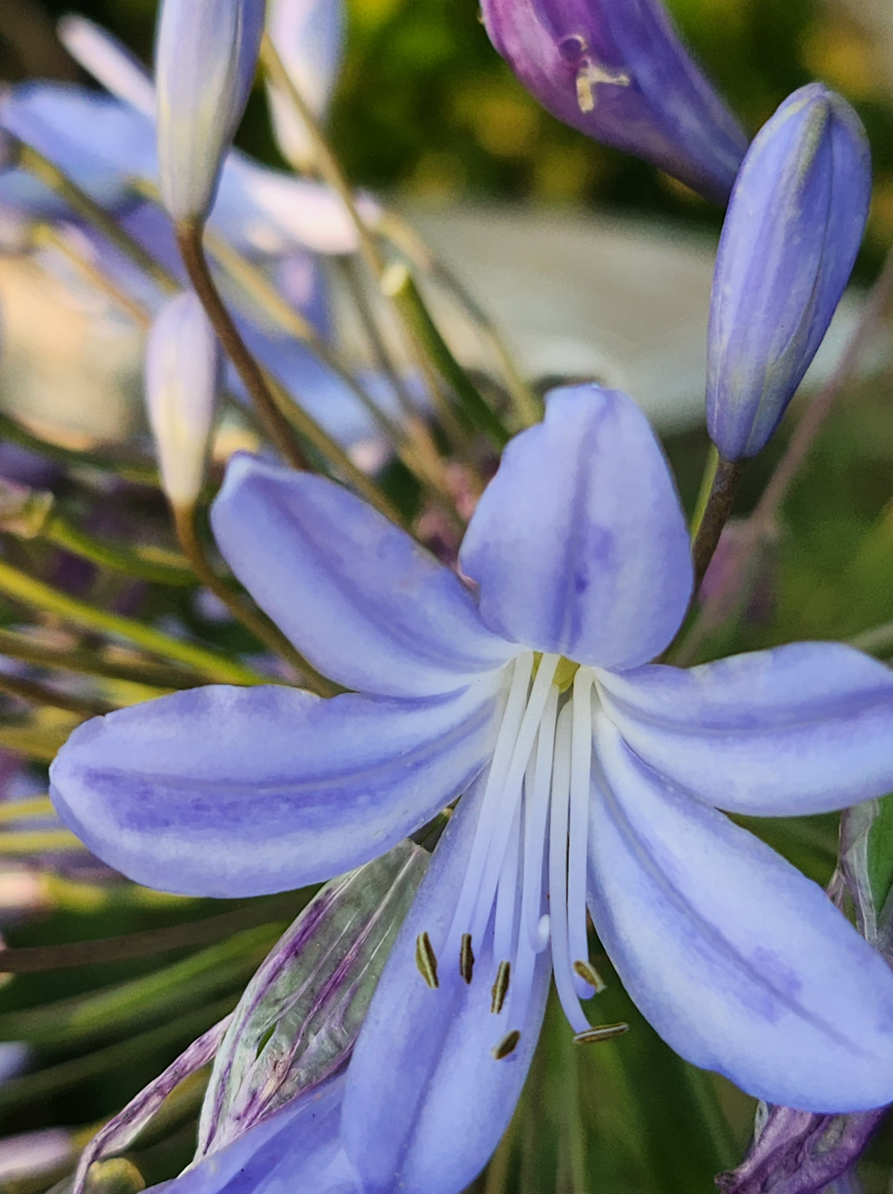 Agapanthus 'Stockholm' - John Cullen Gardens