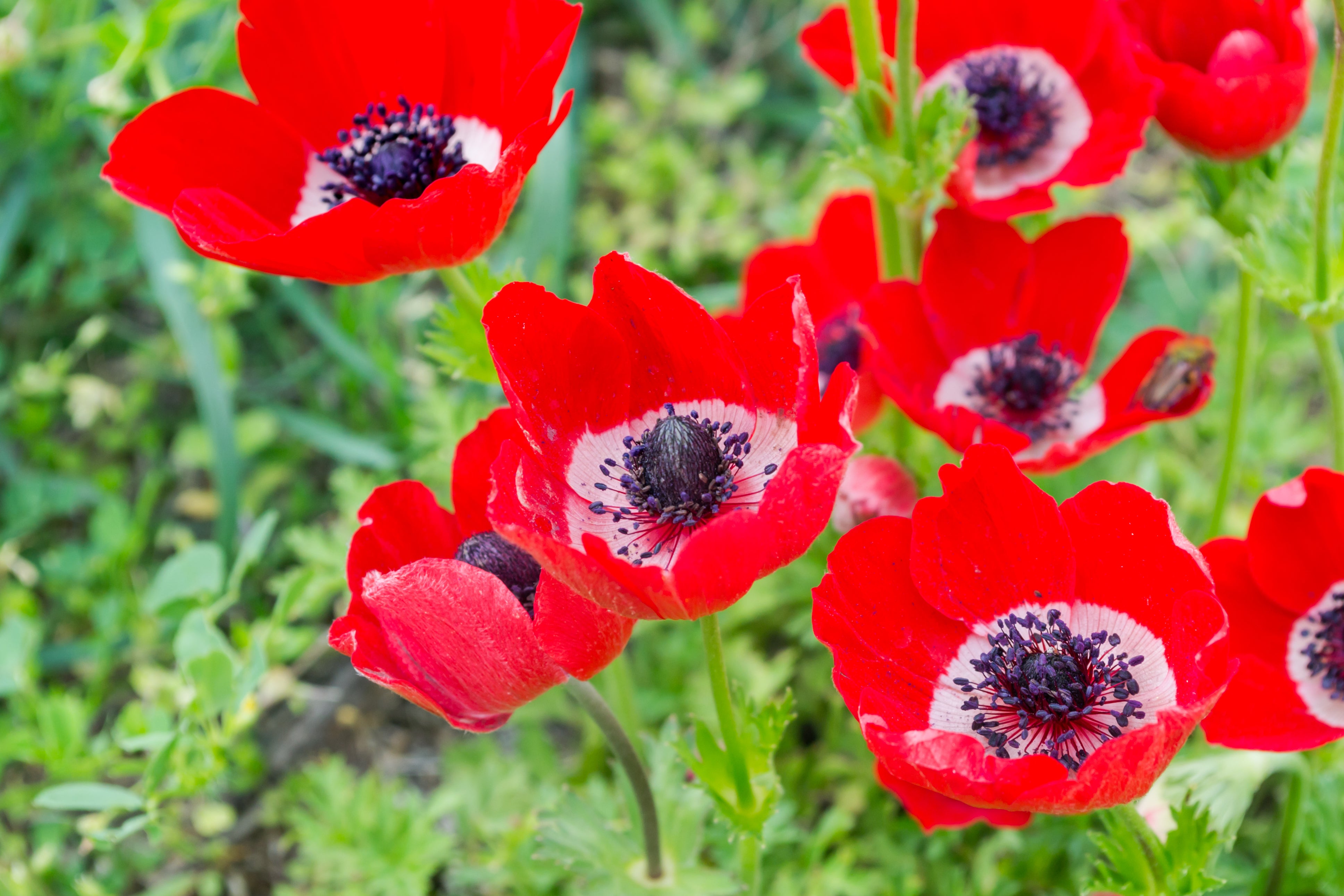 Anemone coronaria 'Harmony Scarlet' (Potted) - John Cullen Gardens