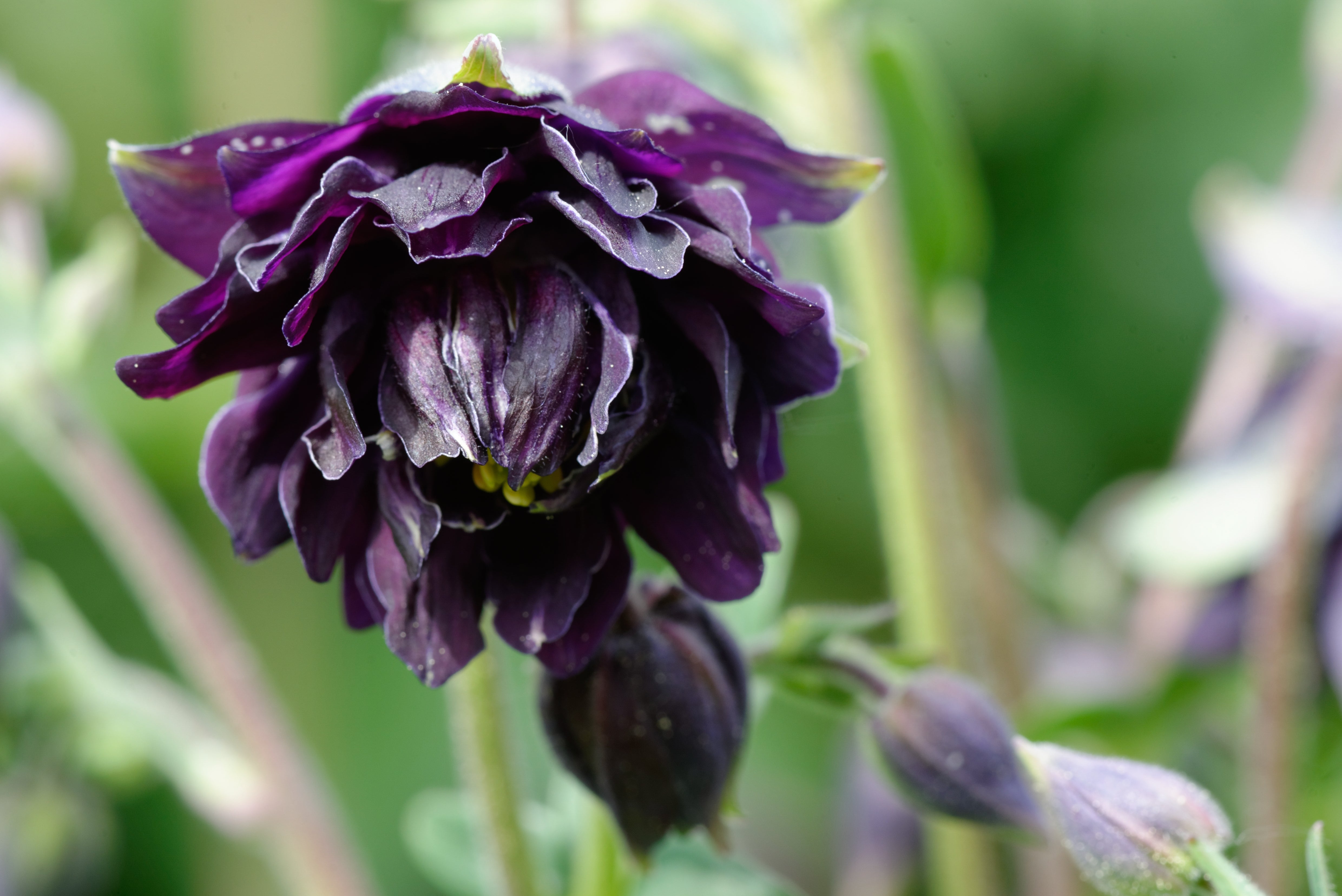 Aquilegia vulgaris v.s. 'Black Barlow'