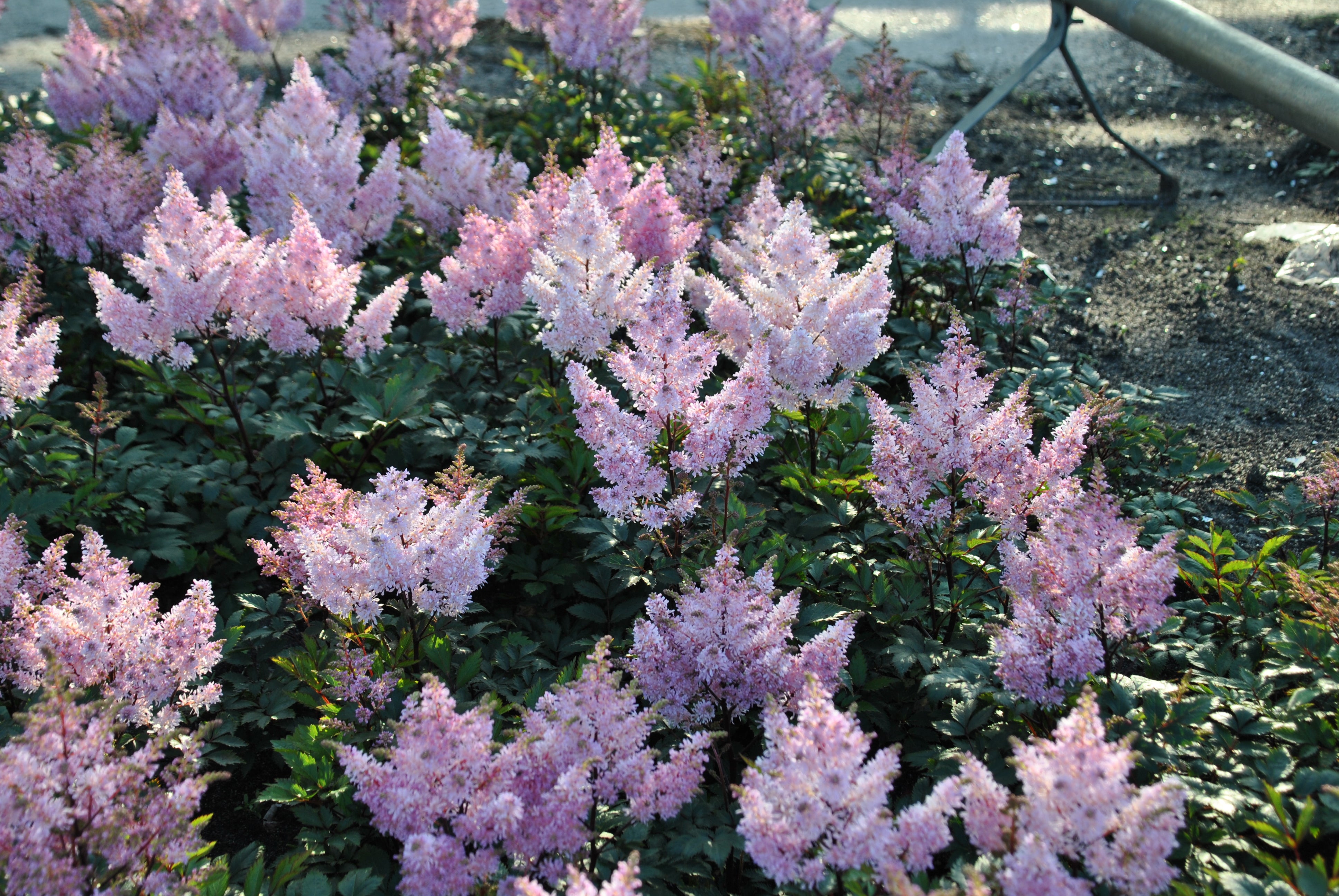 Asilbe 'Luna' - John Cullen Gardens