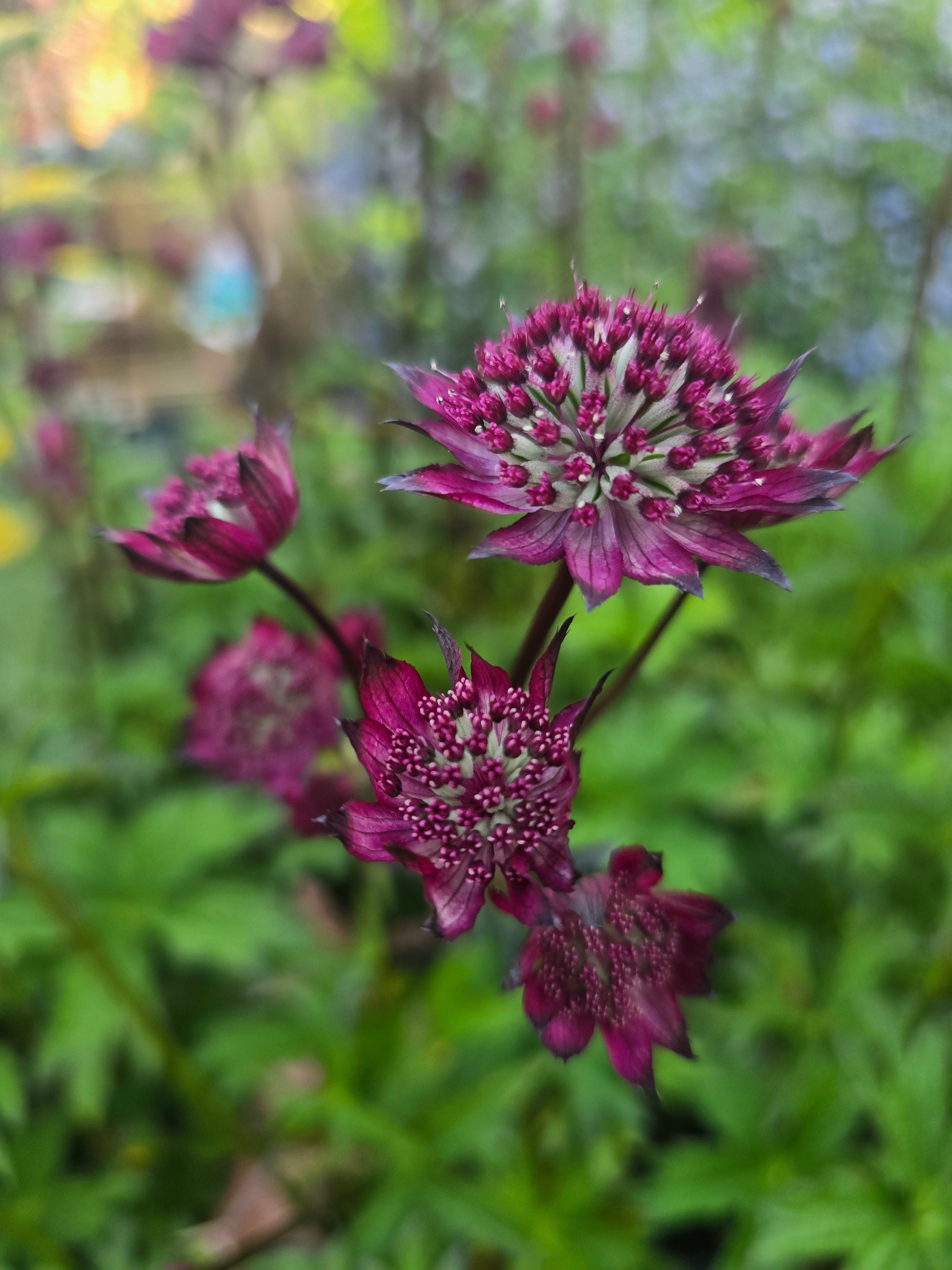 Astrantia major 'Burgundy Manor' - John Cullen Gardens