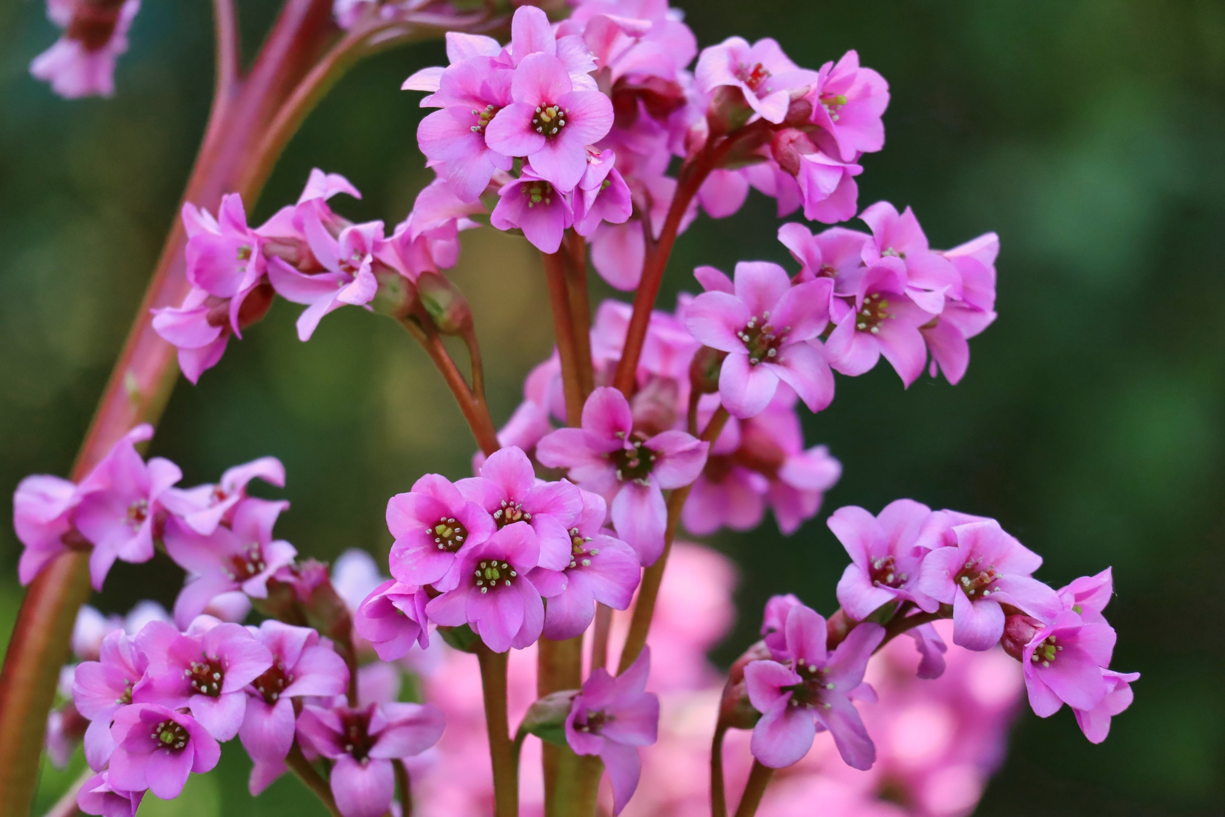 Bergenia 'Winterglut' - John Cullen Gardens