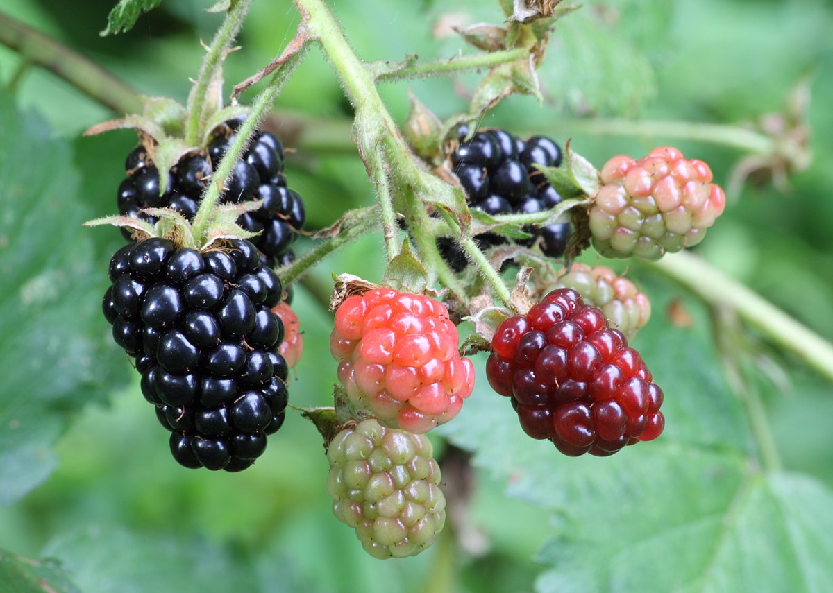 Blackberry Thornless - John Cullen Gardens