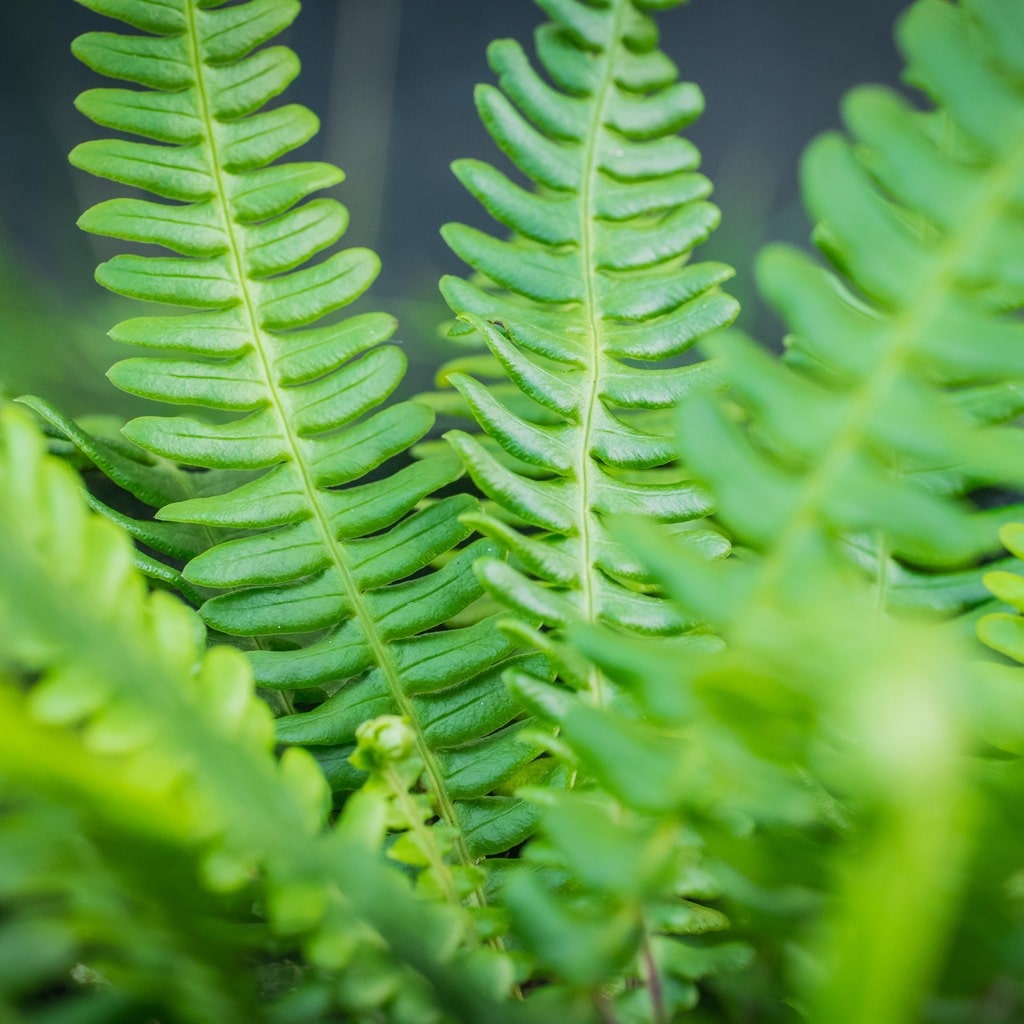 Blechnum spicant - John Cullen Gardens