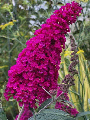 Buddleja 'Summer Bird' (PBR) - John Cullen Gardens