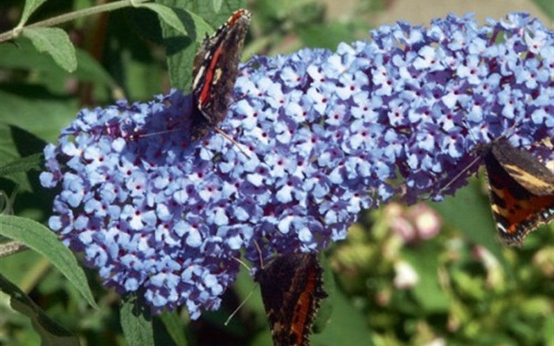 Buddleja JCG Hybrid - John Cullen Gardens