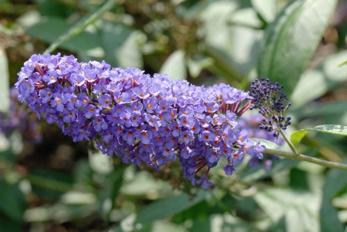 Buddleja 'Summer Bird' (PBR) - John Cullen Gardens