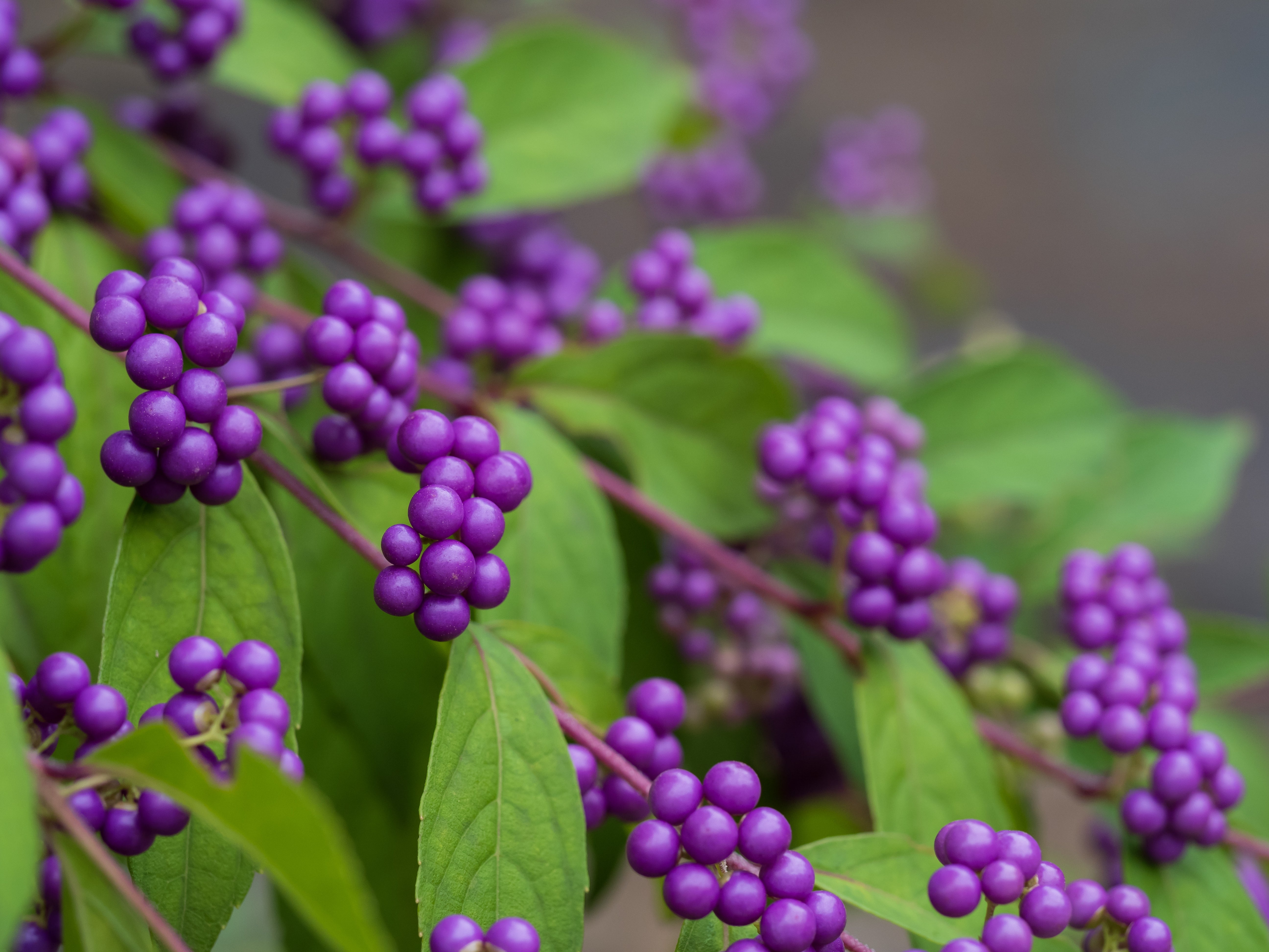 Callicarpa bodinieri 'Magical Deep Purple' (PBR) - John Cullen Gardens