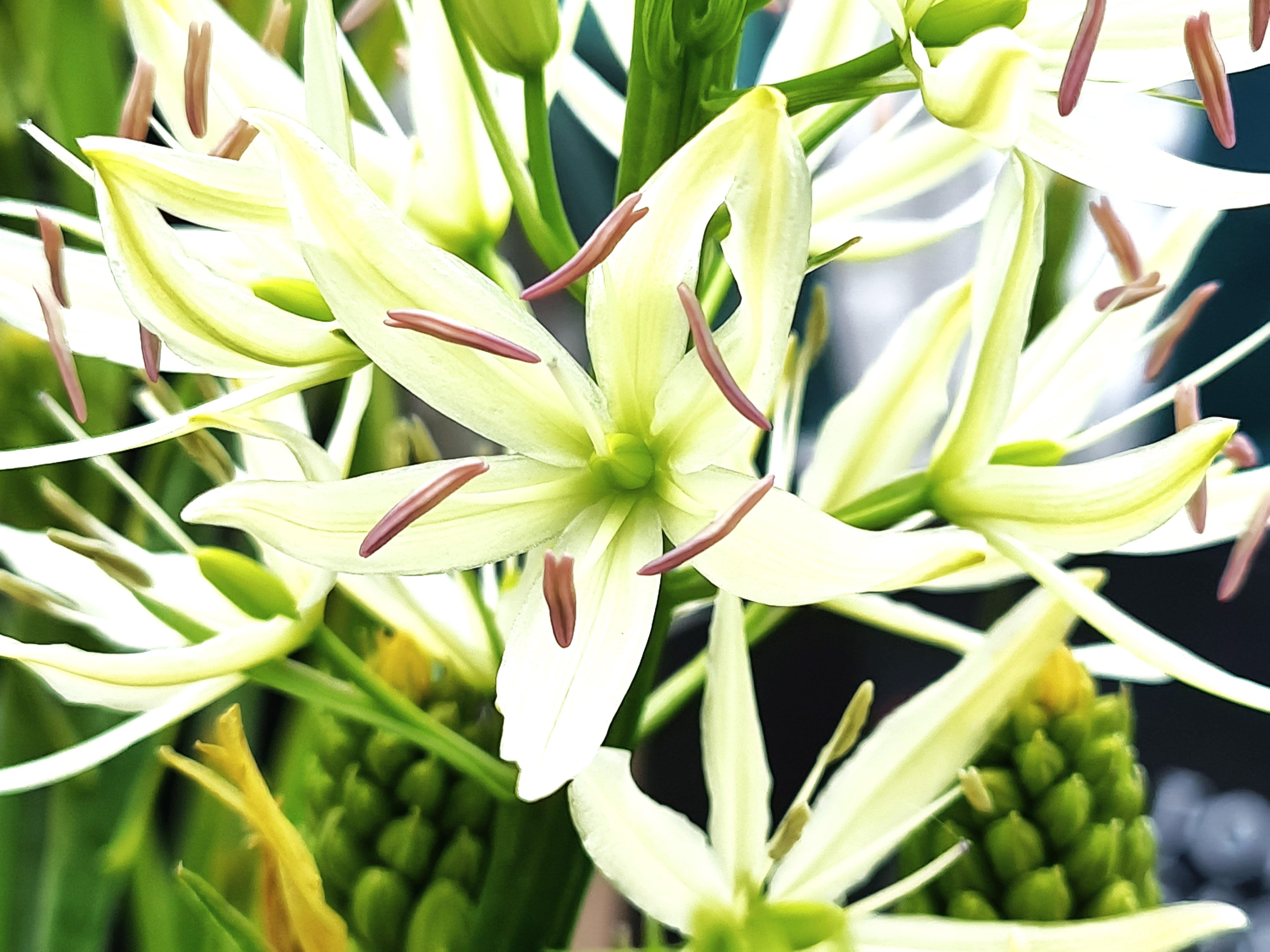 Camassia leichtlinii 'Alba' (Potted) - Ready soon - John Cullen Gardens