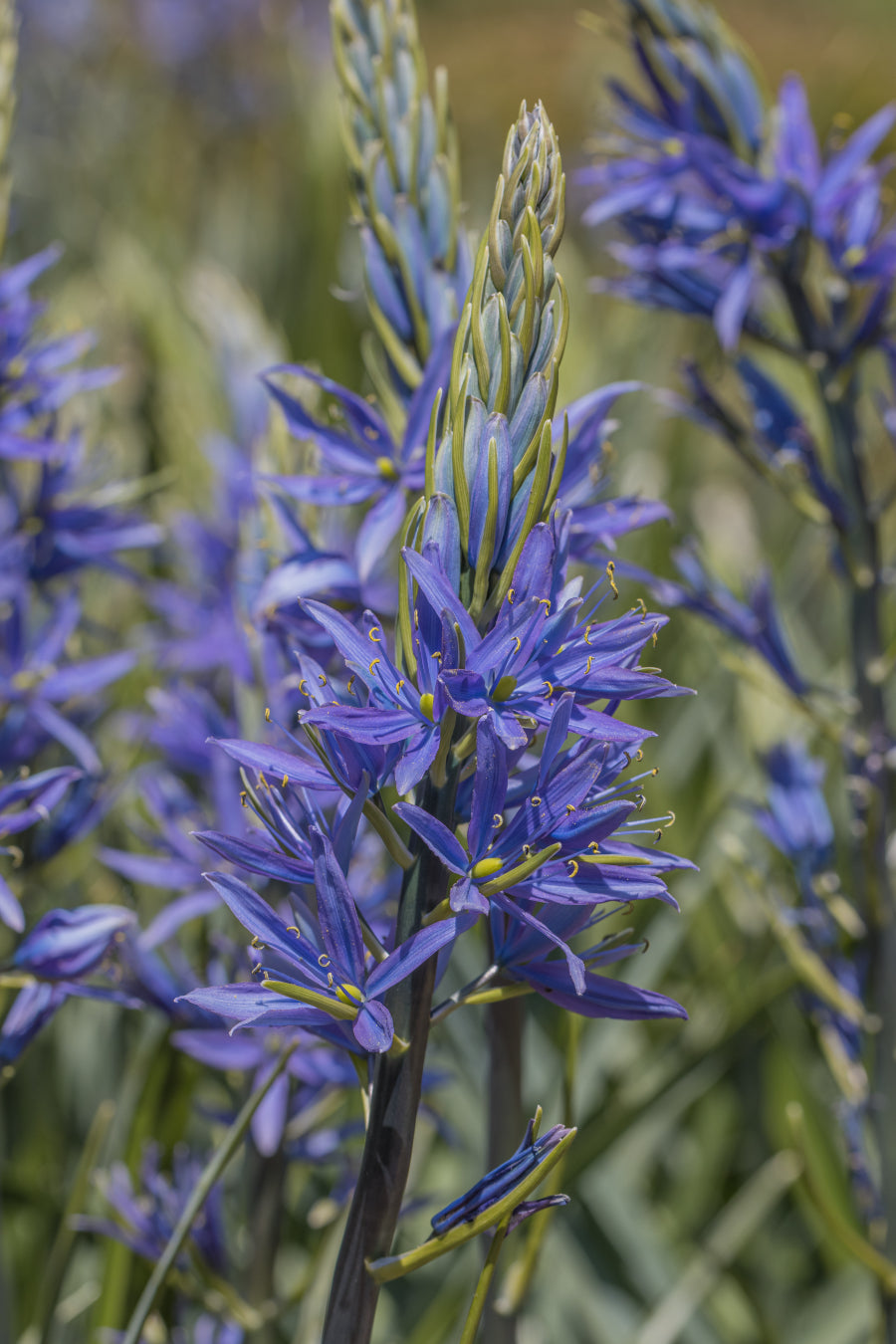 Camassia leichtlinii (Potted) - John Cullen Gardens