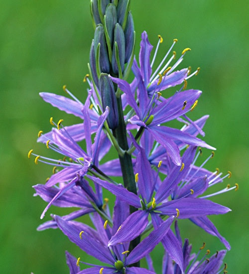 Camassia quamash - potted