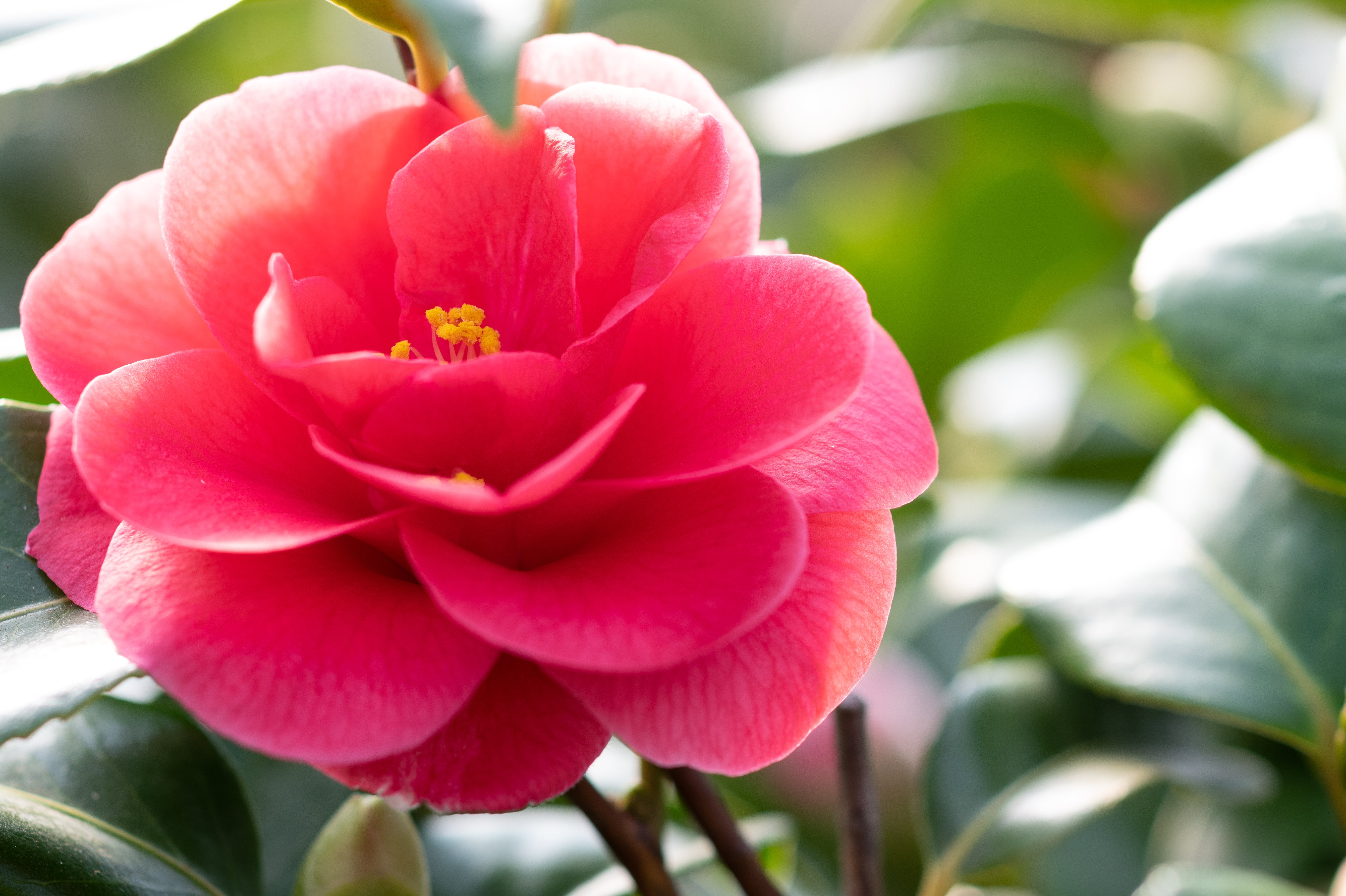 Camellia reticulata 'Mary Williams' - John Cullen Gardens