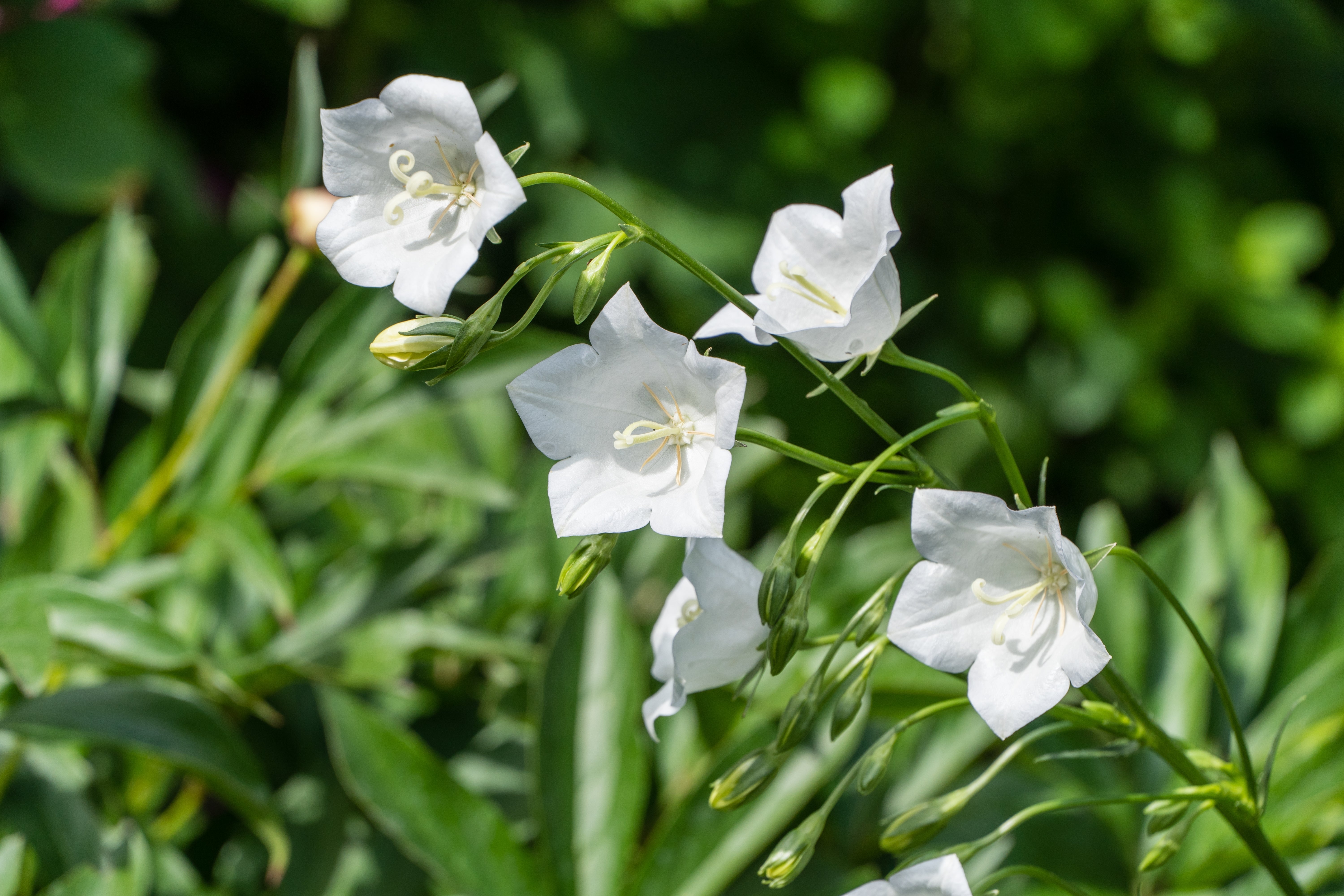 Campanula persicifolia 'Bells White' - John Cullen Gardens