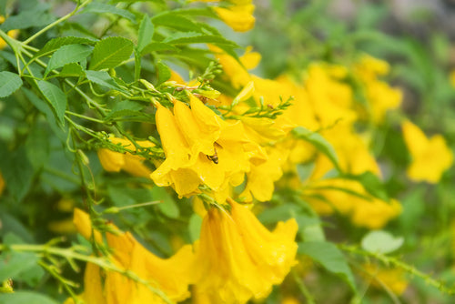 Campsis tagliabuana 'Golden Trumpet' - John Cullen Gardens