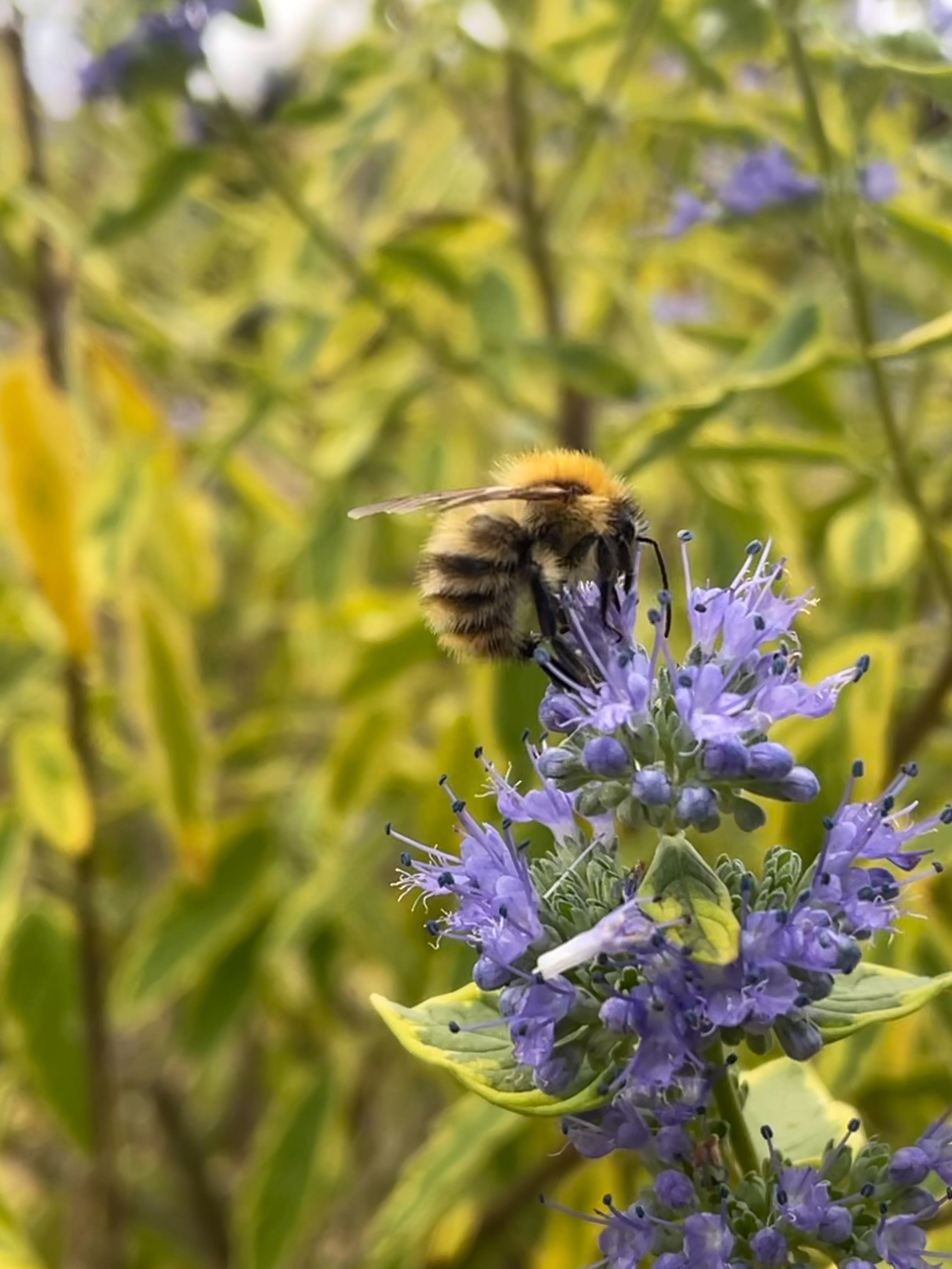 Caryopteris 'Summer Sorbet' - John Cullen Gardens