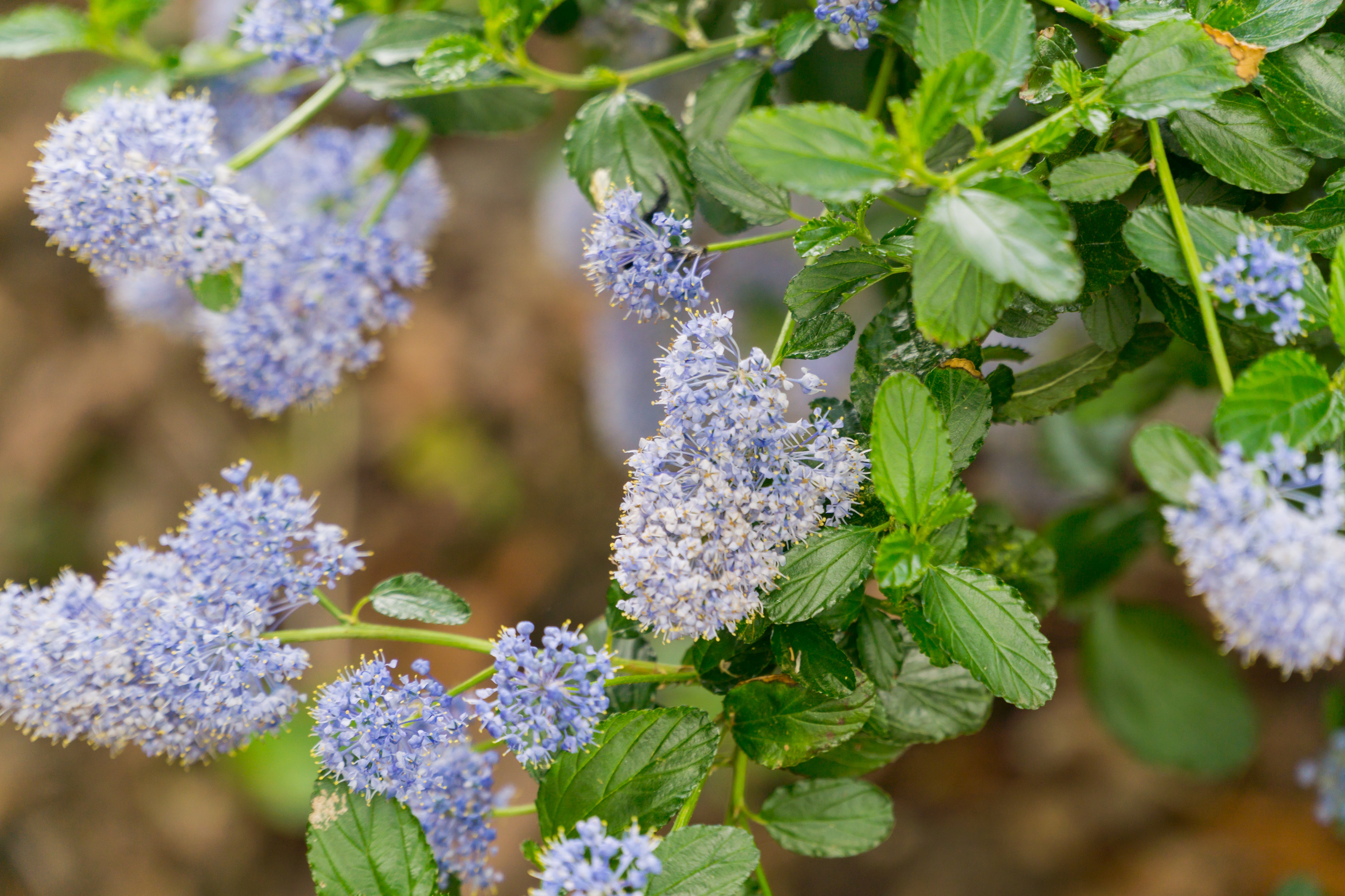 Ceanothus 'Skylark' - John Cullen Gardens