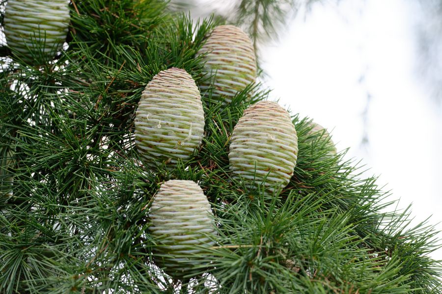 Cedrus deodora - John Cullen Gardens